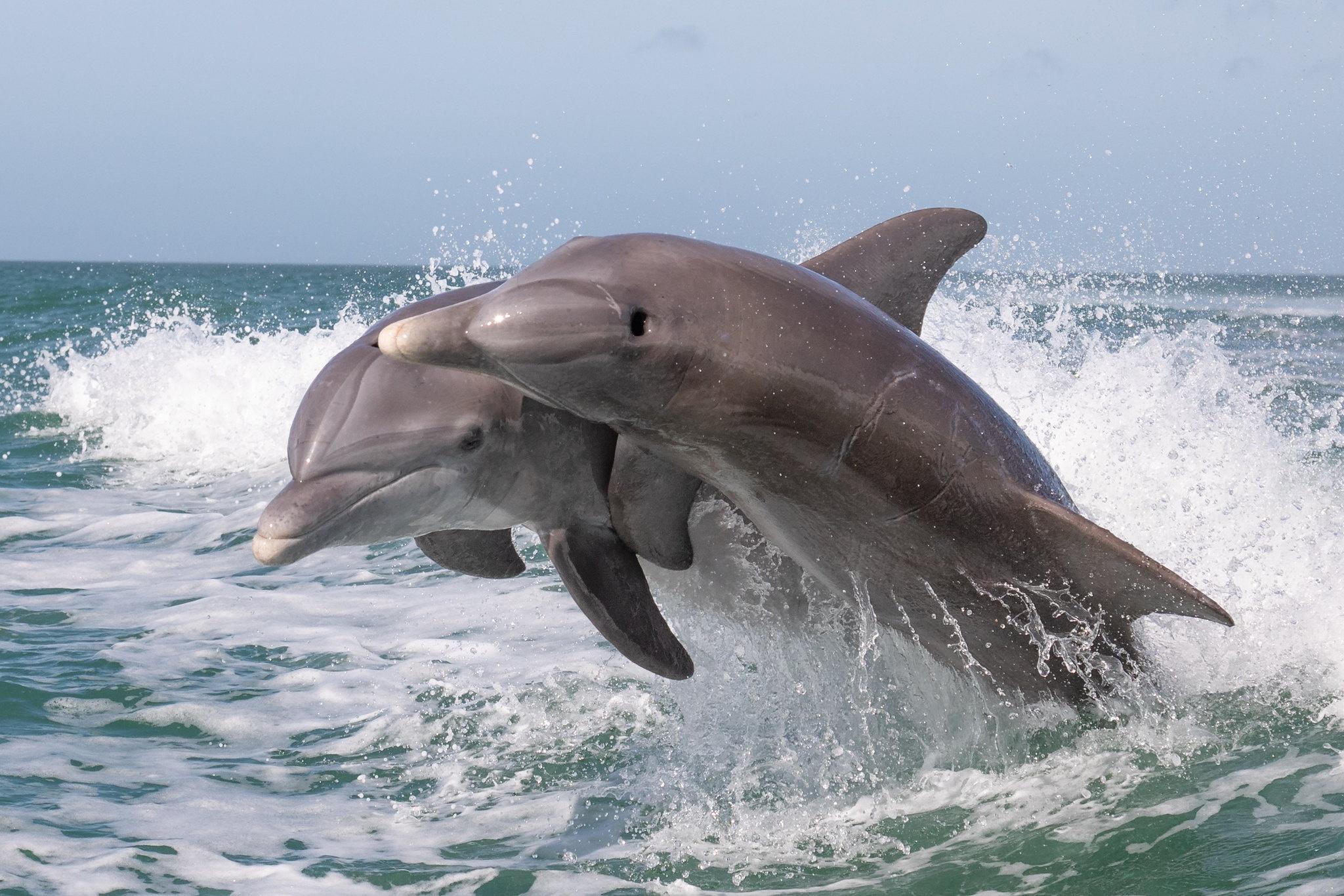Side Dolphin Island Boat Cruise with Lunch & Drinks