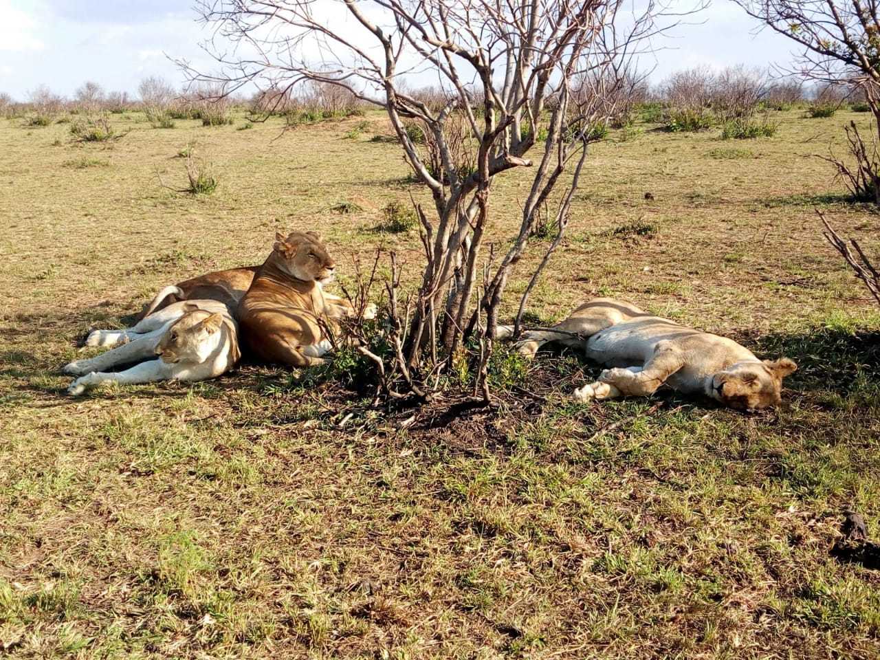 Lake Nakuru National Park Wildlife Safari from Nairobi