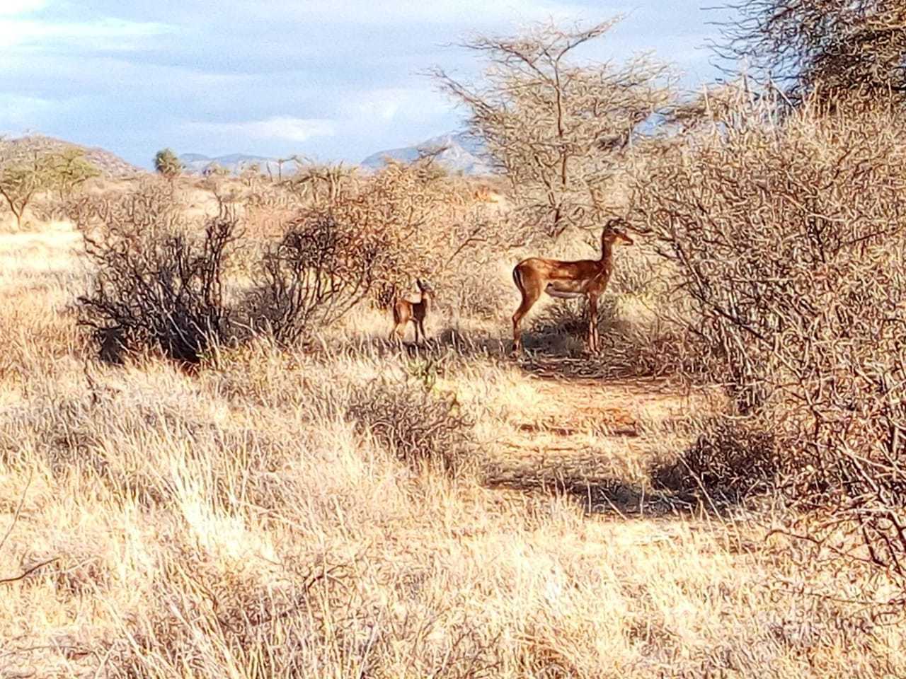 Lake Nakuru National Park Wildlife Safari from Nairobi