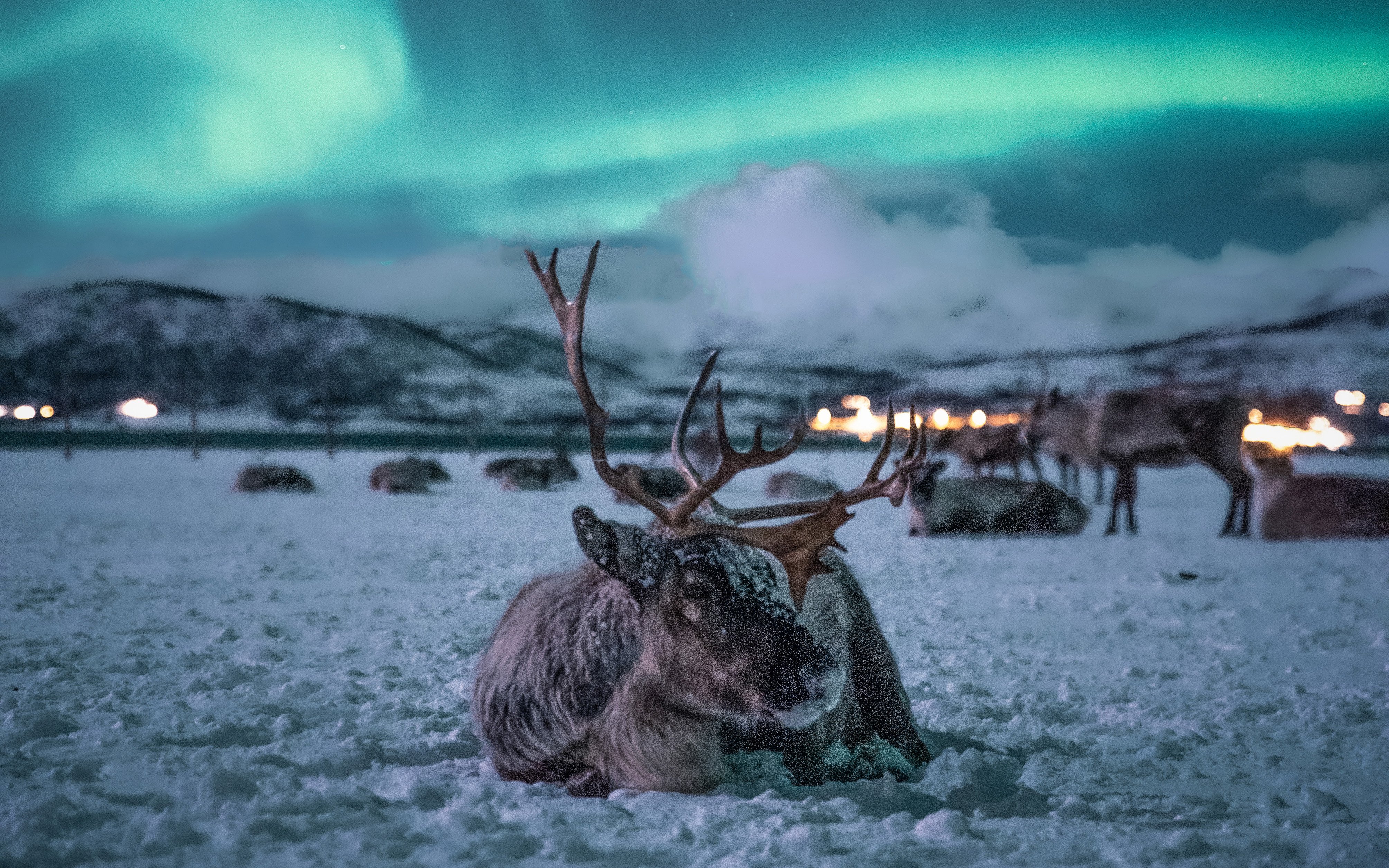 Reindeer sledding in snow at night with Northern Lights visible above Tromsø