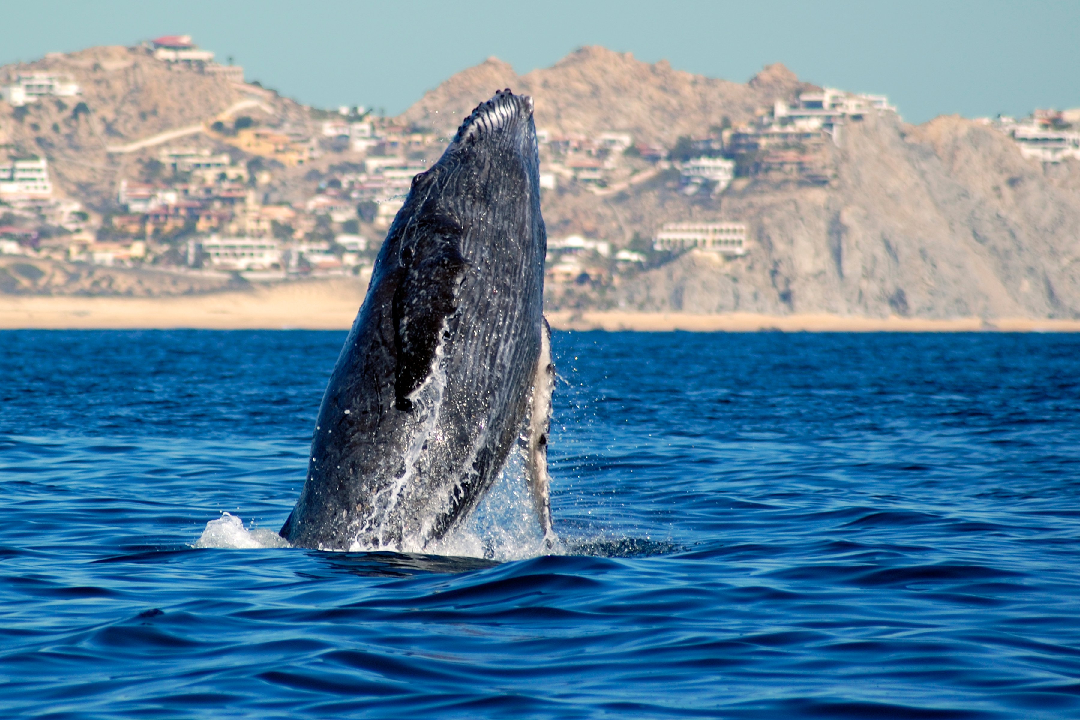 Cabo San Lucas Whale Watching Catamaran Cruise