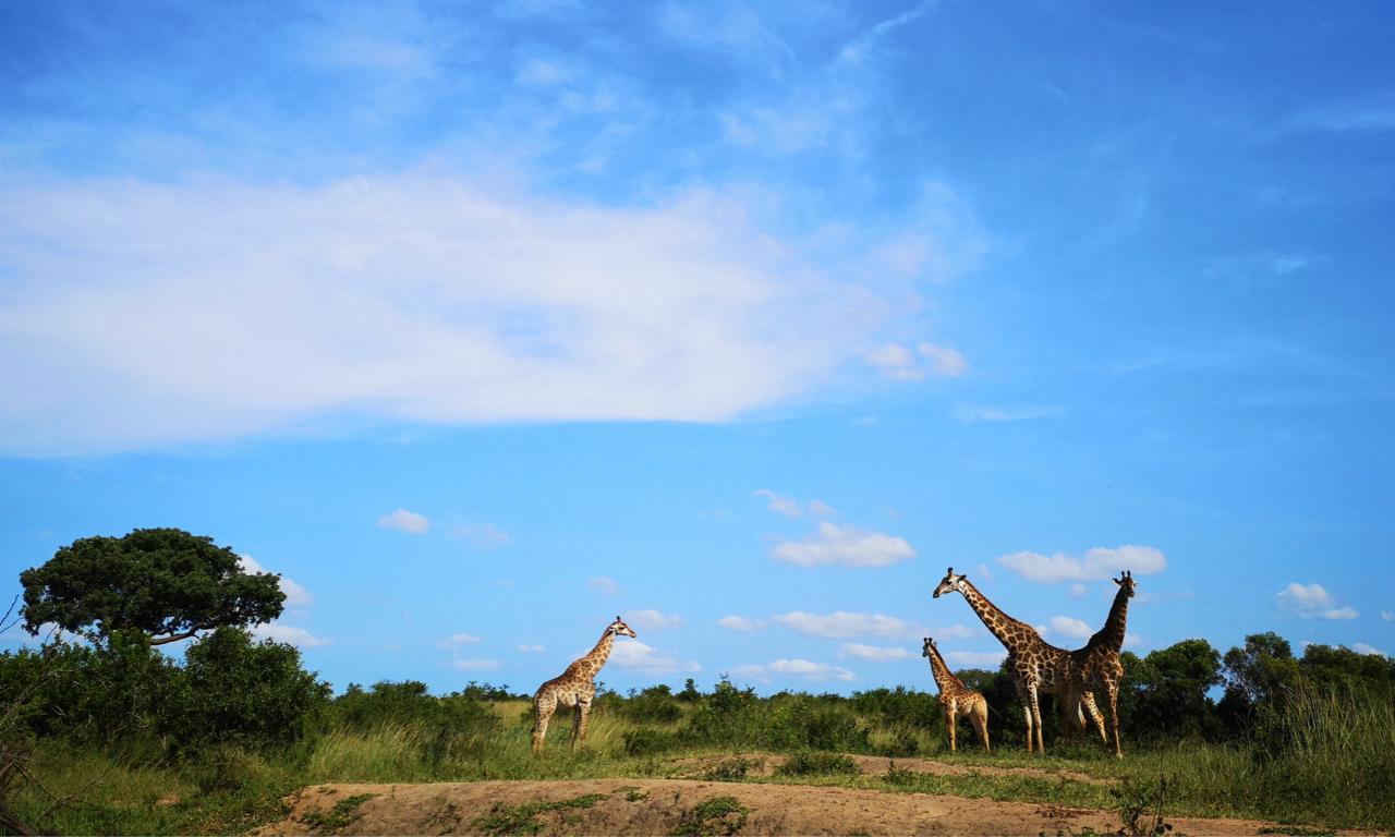 Hluhluwe Big 5 Safari with Premium Zeiss Binoculars