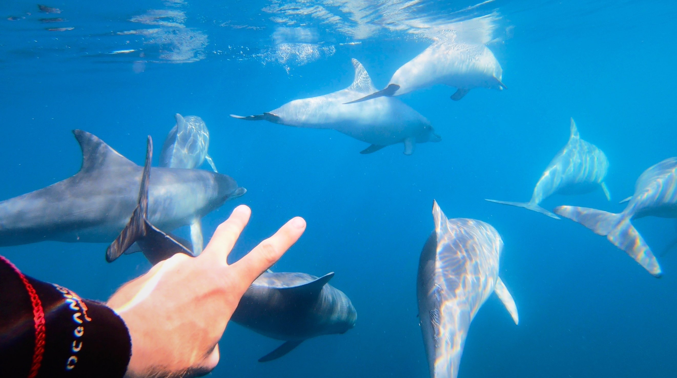 Wild Dolphin Swimming Adventure in Adelaide