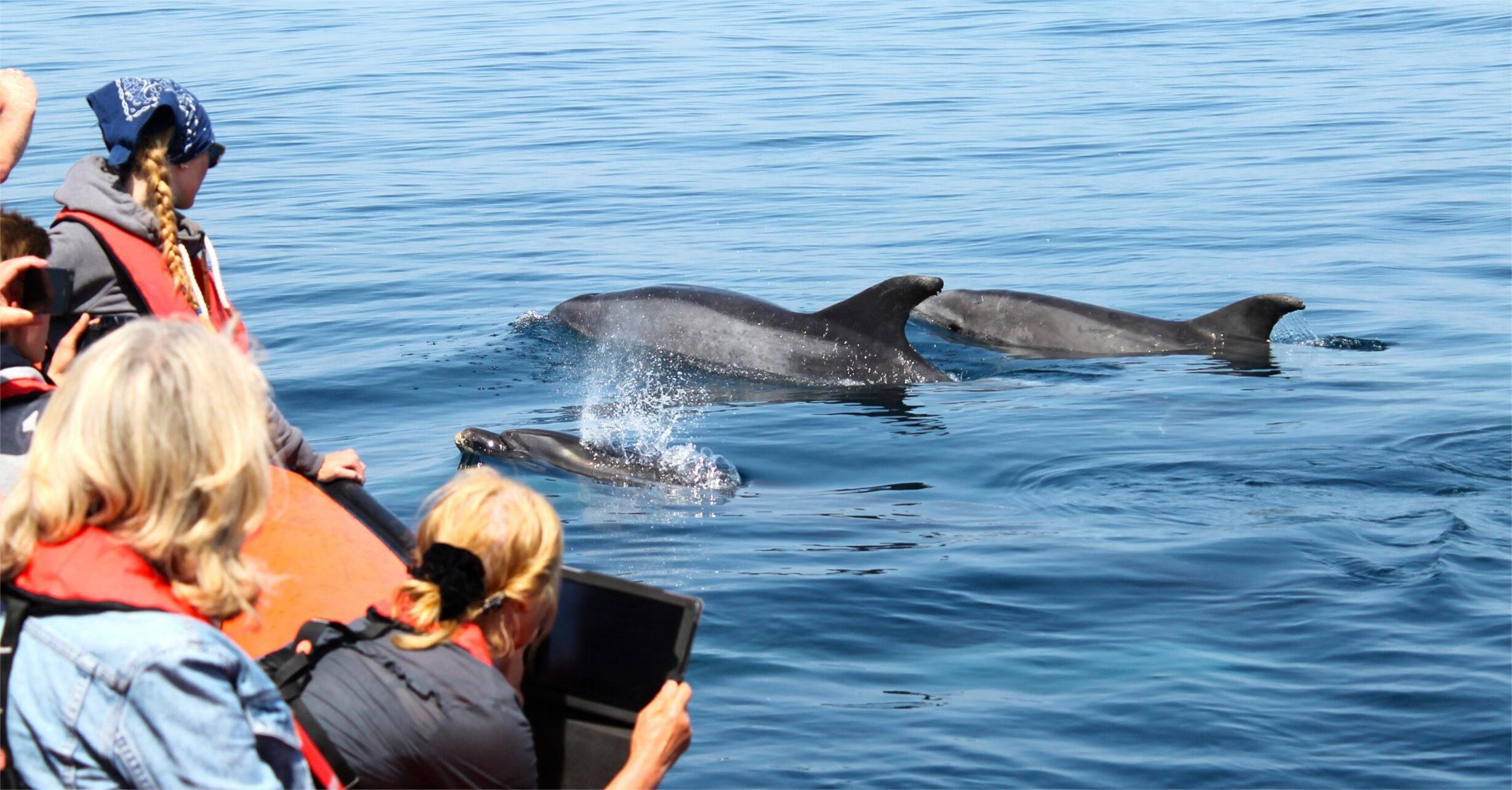 Faro Dolphin & Wildlife Speedboat Adventure