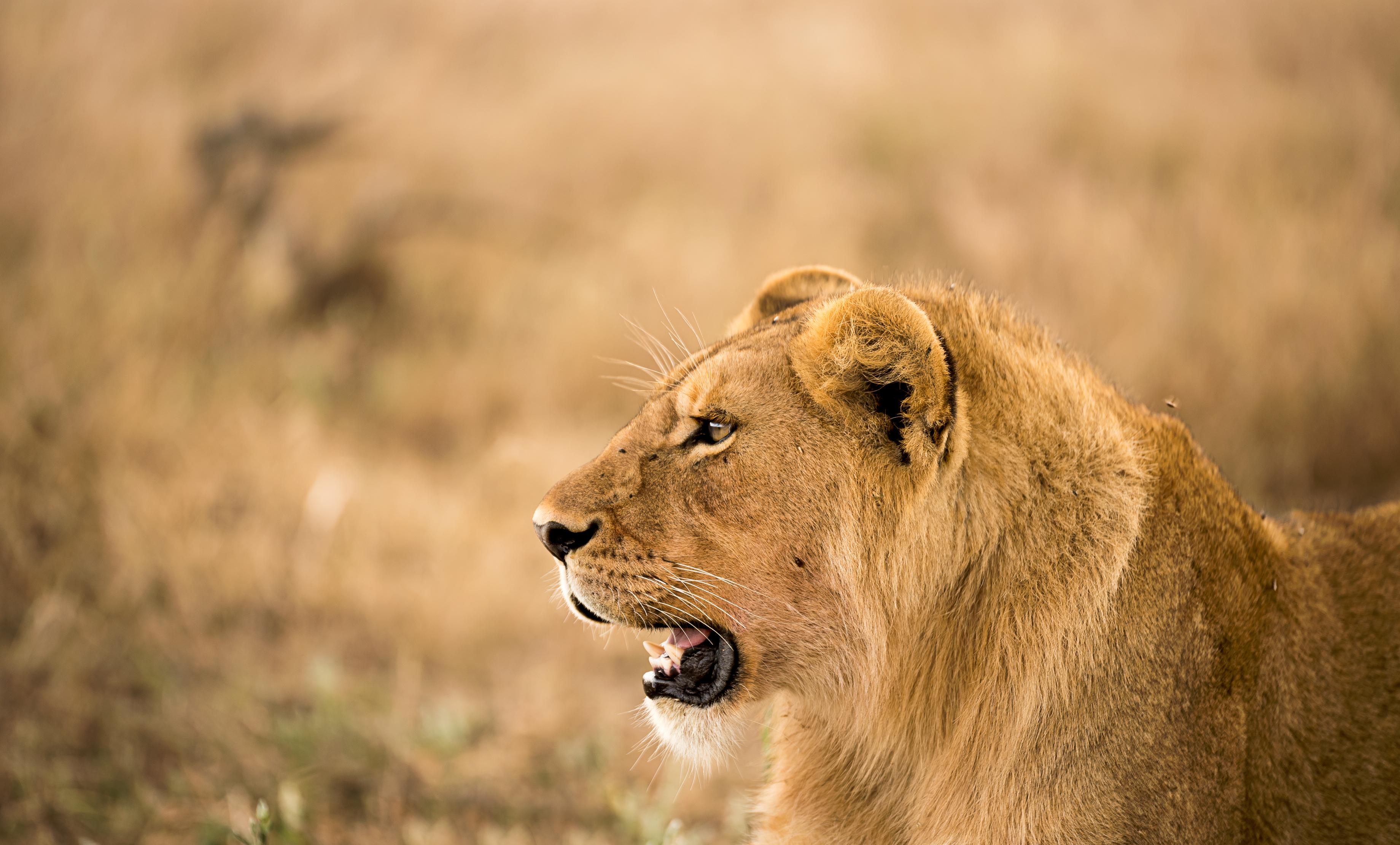 Zanzibar to Selous Game Reserve: Fly-In Day Safari