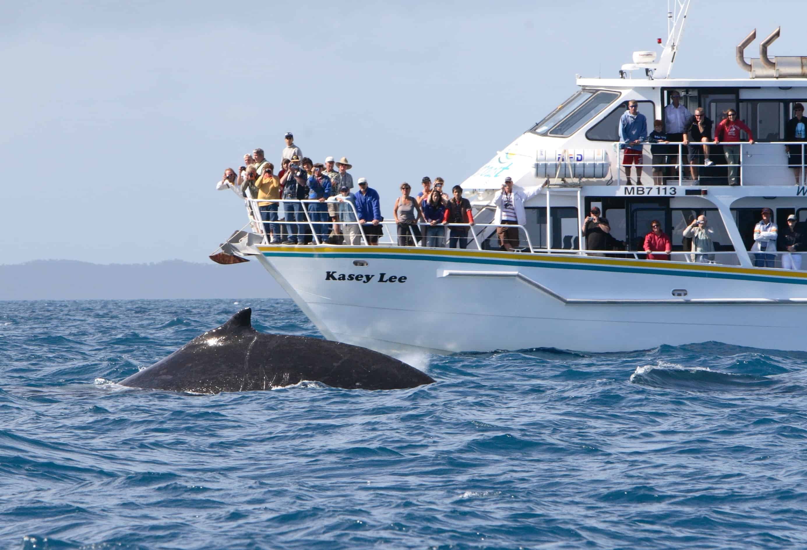 Phillip Island Whale Watching Cruise