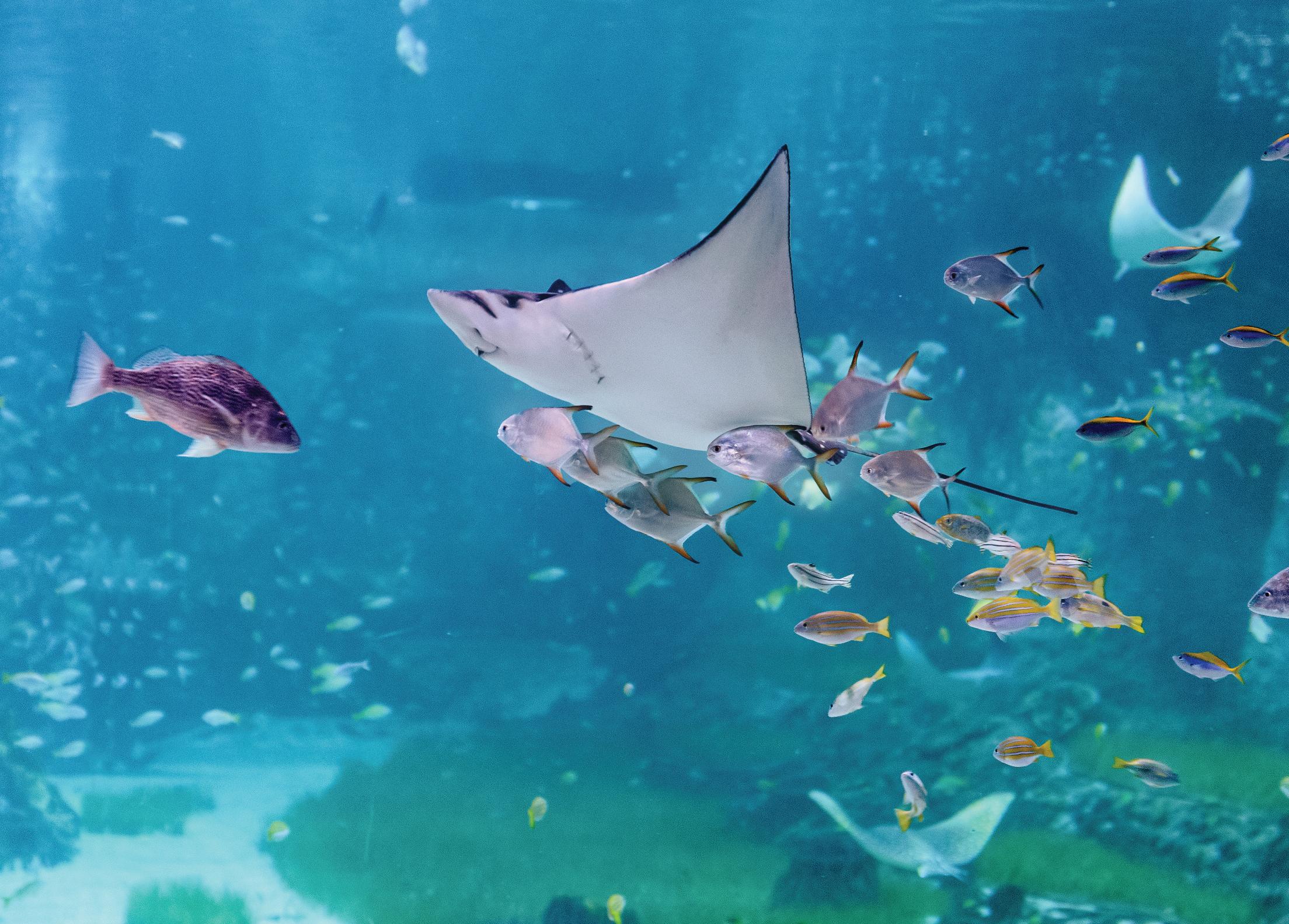 Al Qana Aquarium & Adrenark Combo Pass