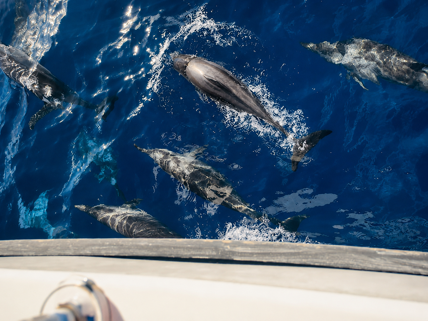 Mirissa Blue Whale Safari & Turtle Snorkeling Adventure