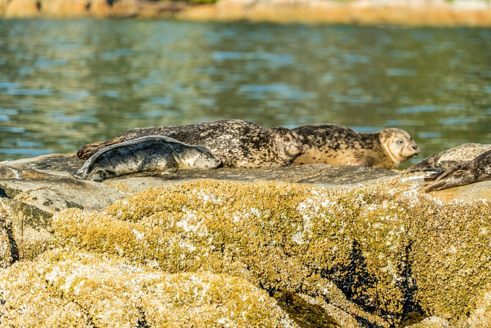 Vancouver: City and Seals Boat Tour