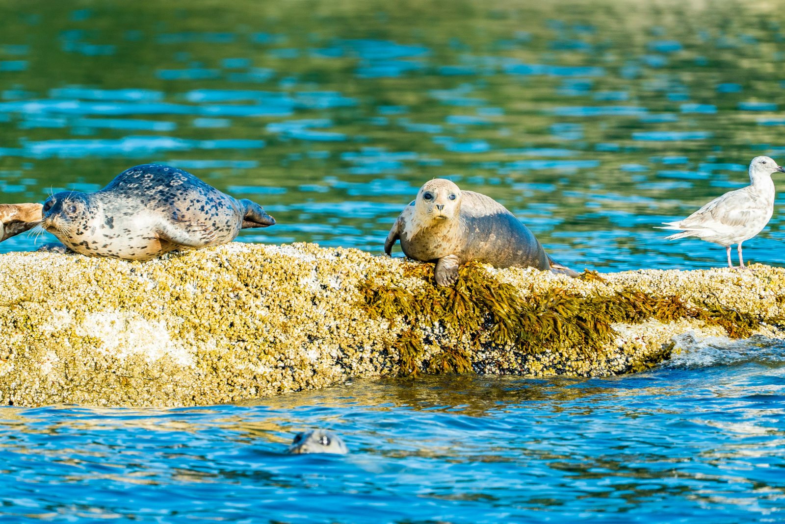 Vancouver: City and Seals Boat Tour