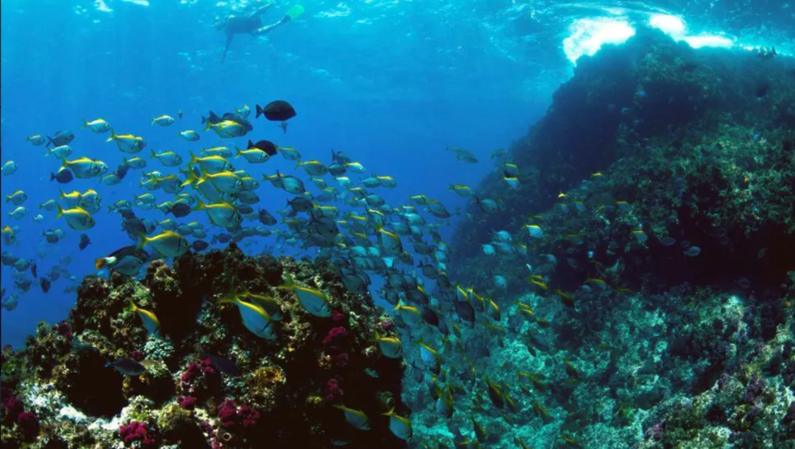 Nguthungulli Julian Rocks Snorkeling Adventure