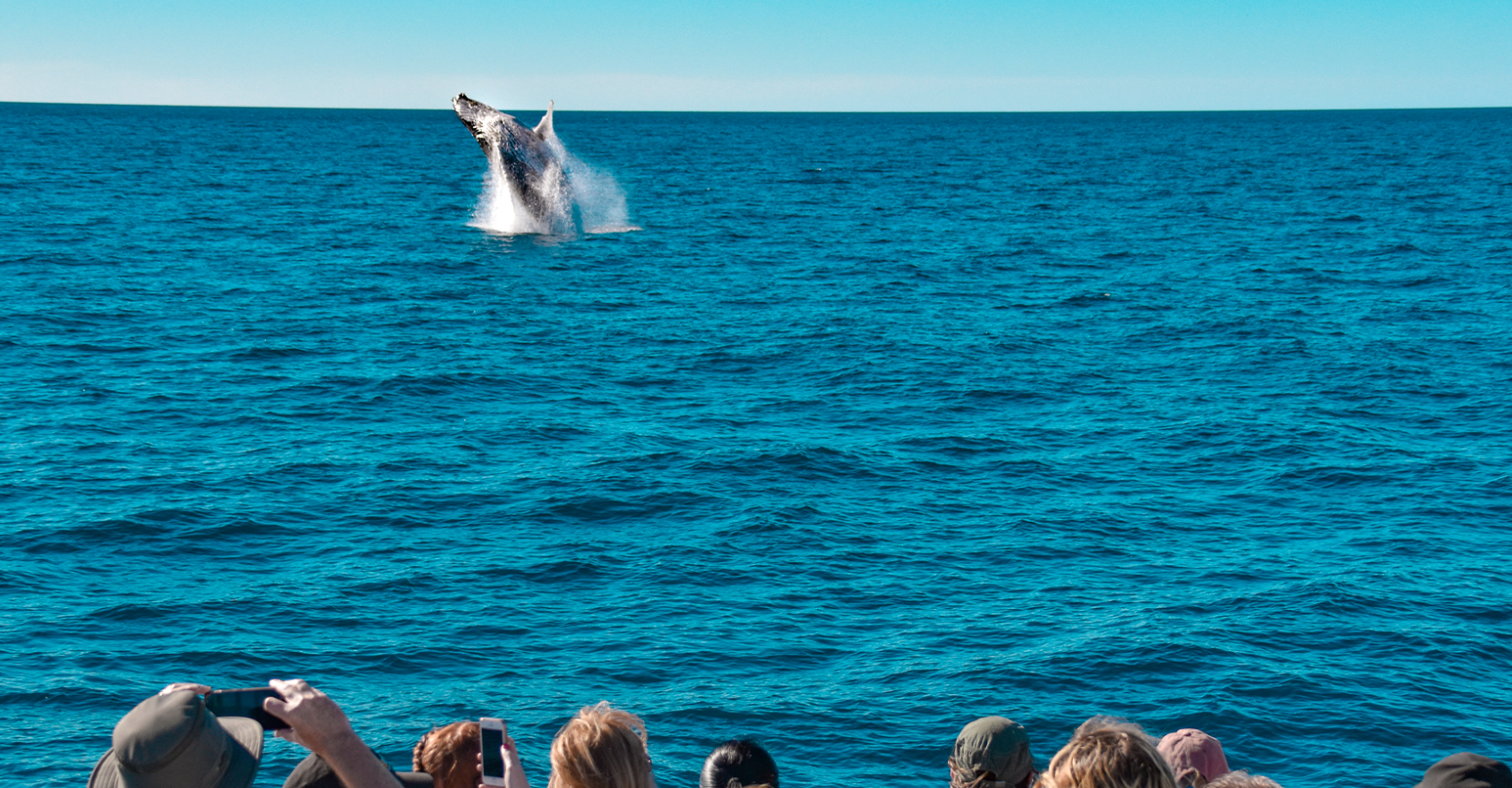 Mooloolaba Whale Watching Cruise