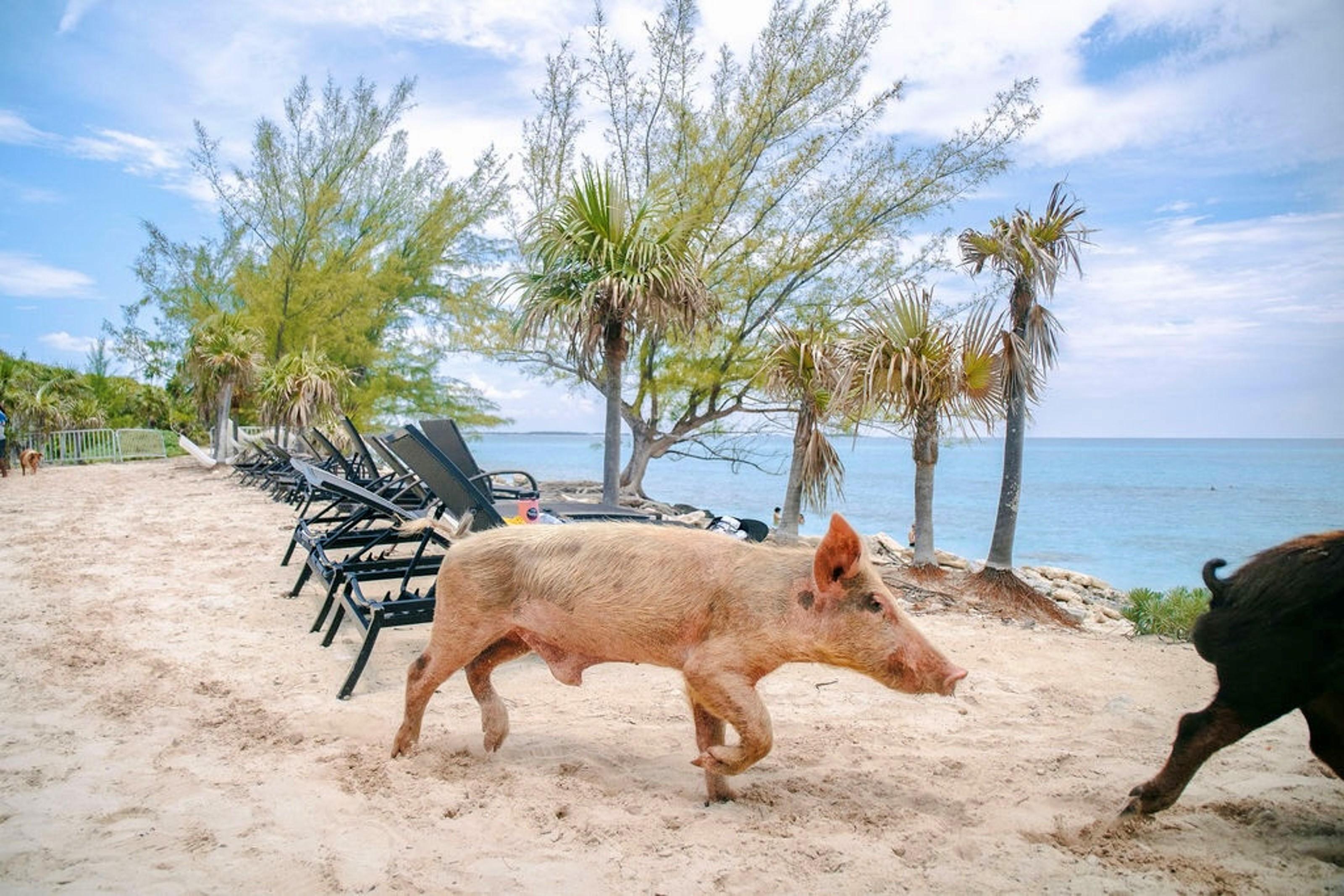 Rose Island Swimming Pigs Express from Nassau