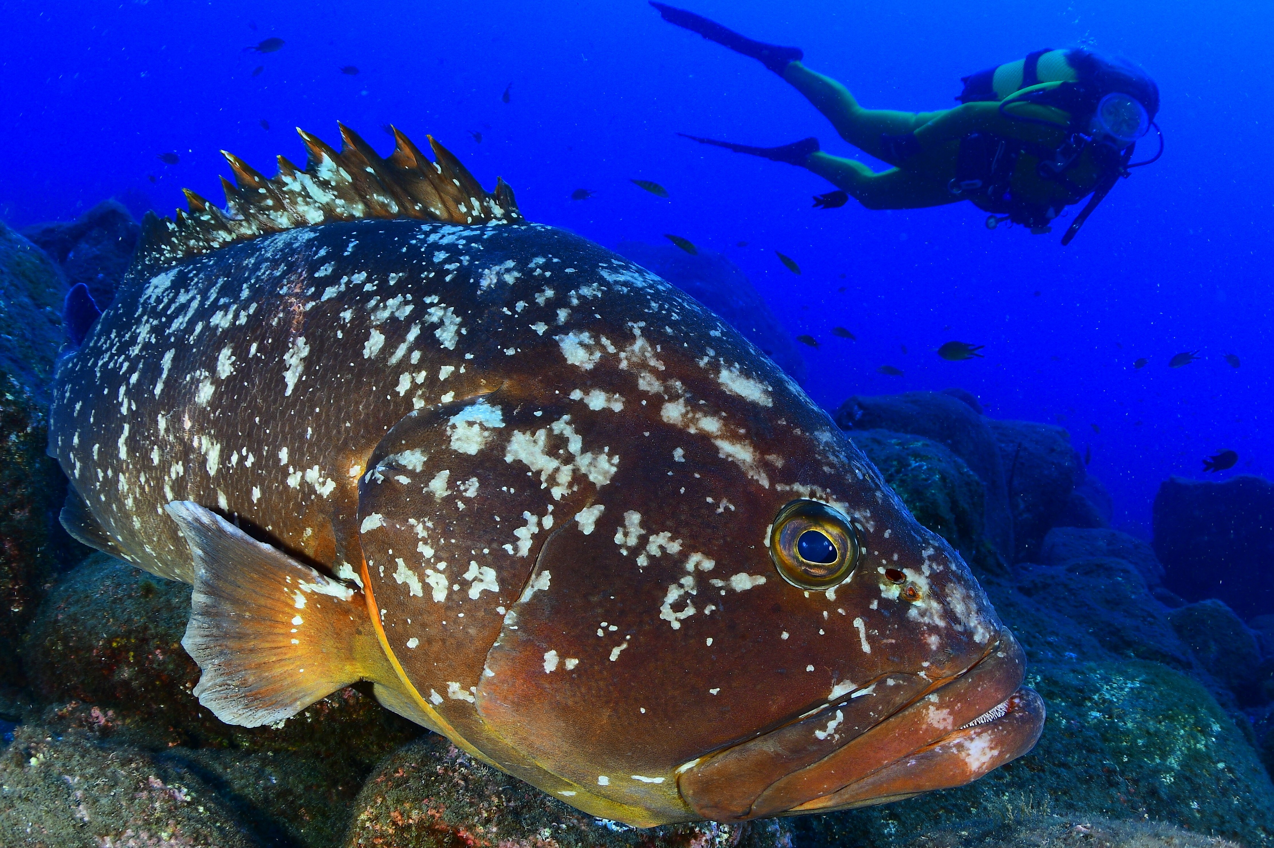 São Miguel Certified Scuba Diving Adventure