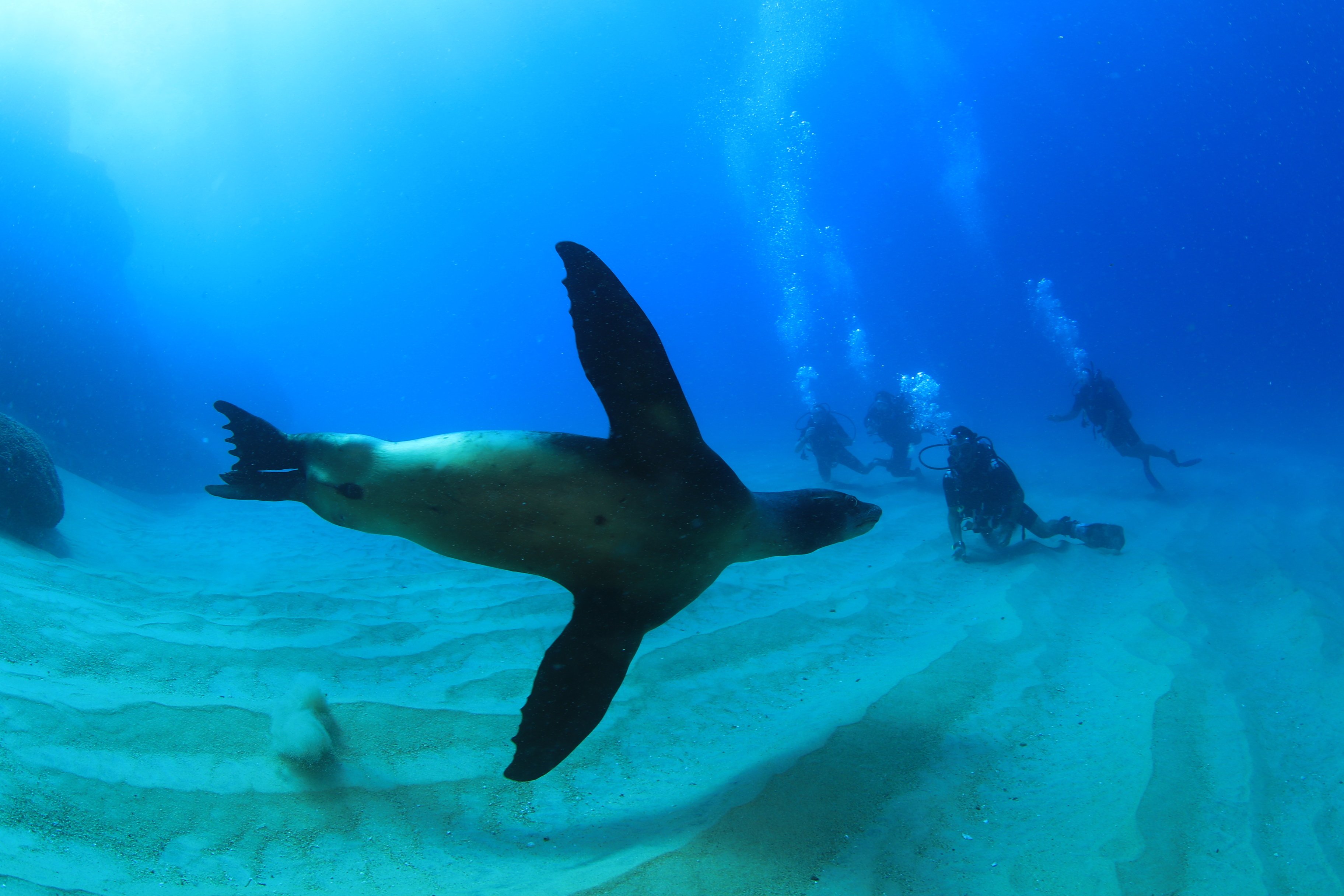 Los Cabos Introductory Scuba Diving Adventure in the Sea of Cortez