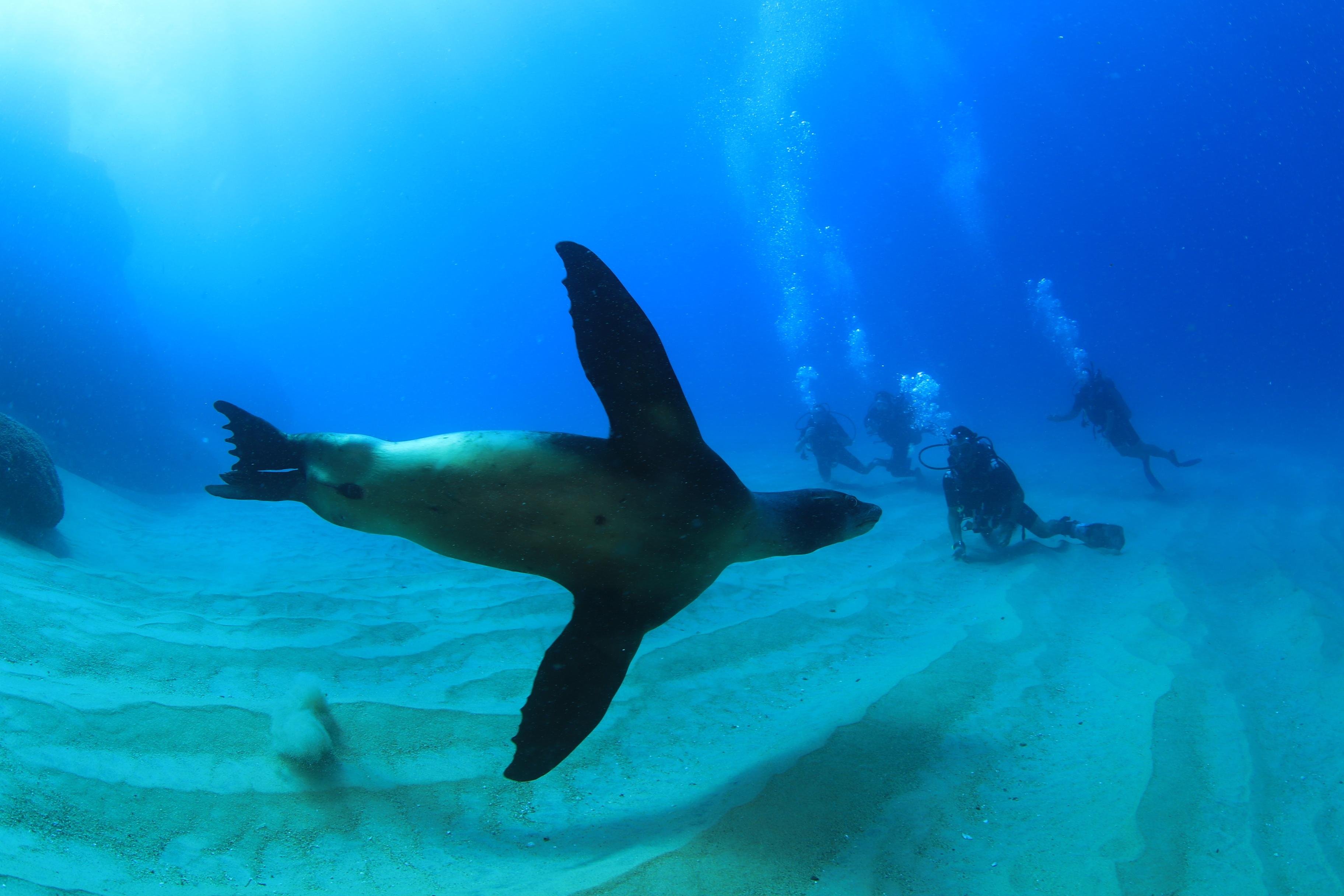 Los Cabos Certified Scuba Diving – Twin-Tank Adventure in the Sea of Cortez
