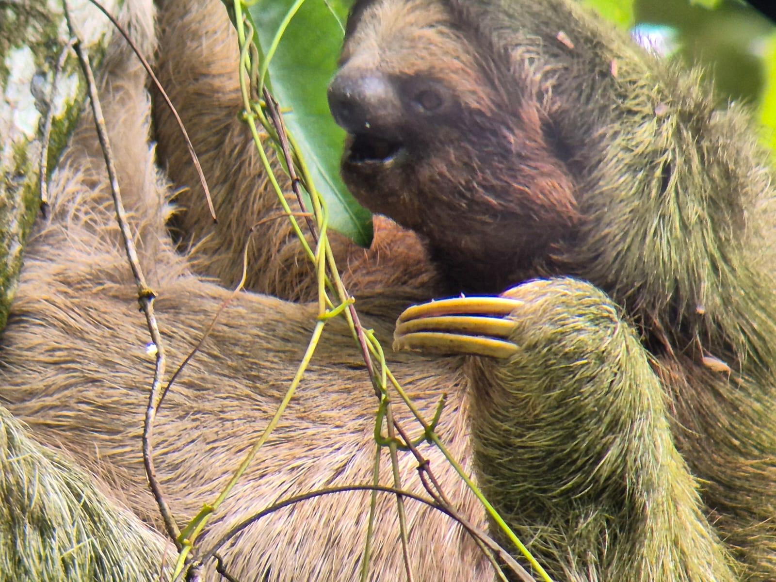 La Fortuna Private Rainforest Sloth Tour with Guaranteed Sighting