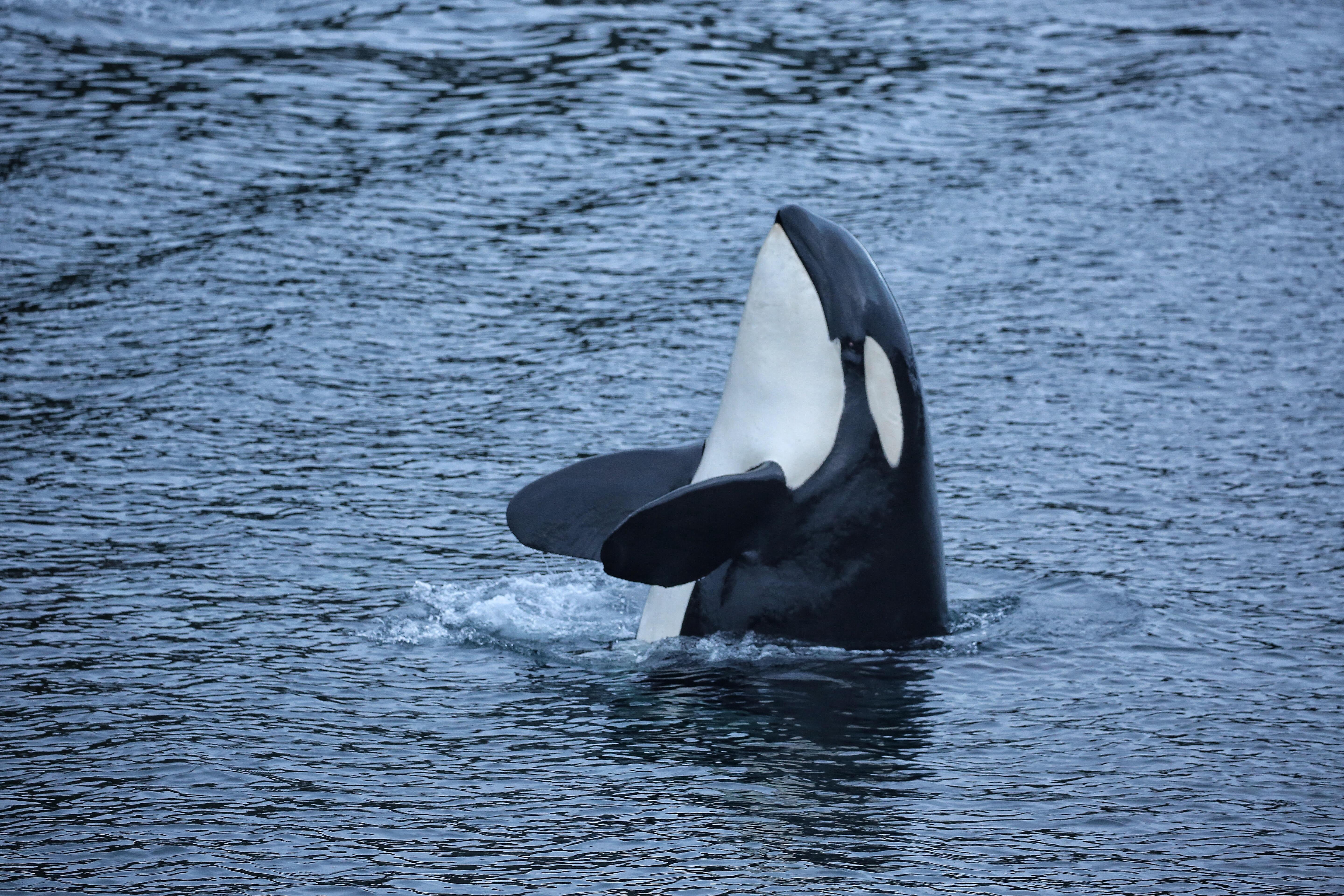whale watching in Sitka — Sitka: Premiere Whale Watching and Wildlife Tour - 2026 (Verified Reviews)
