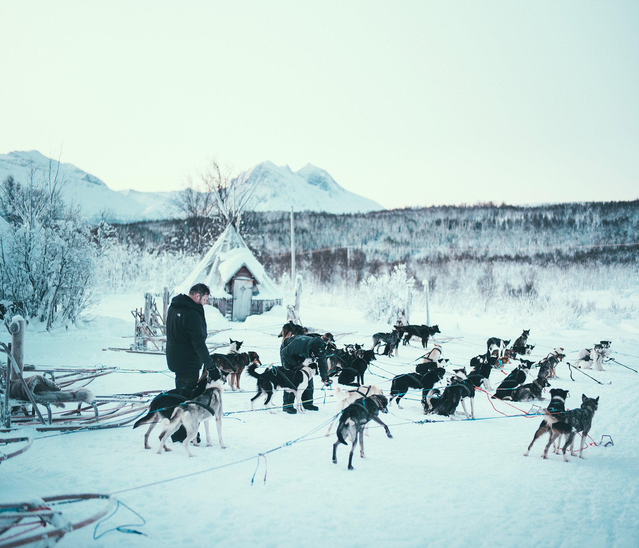 Self-drive dog sledding in Tromsø — image 3