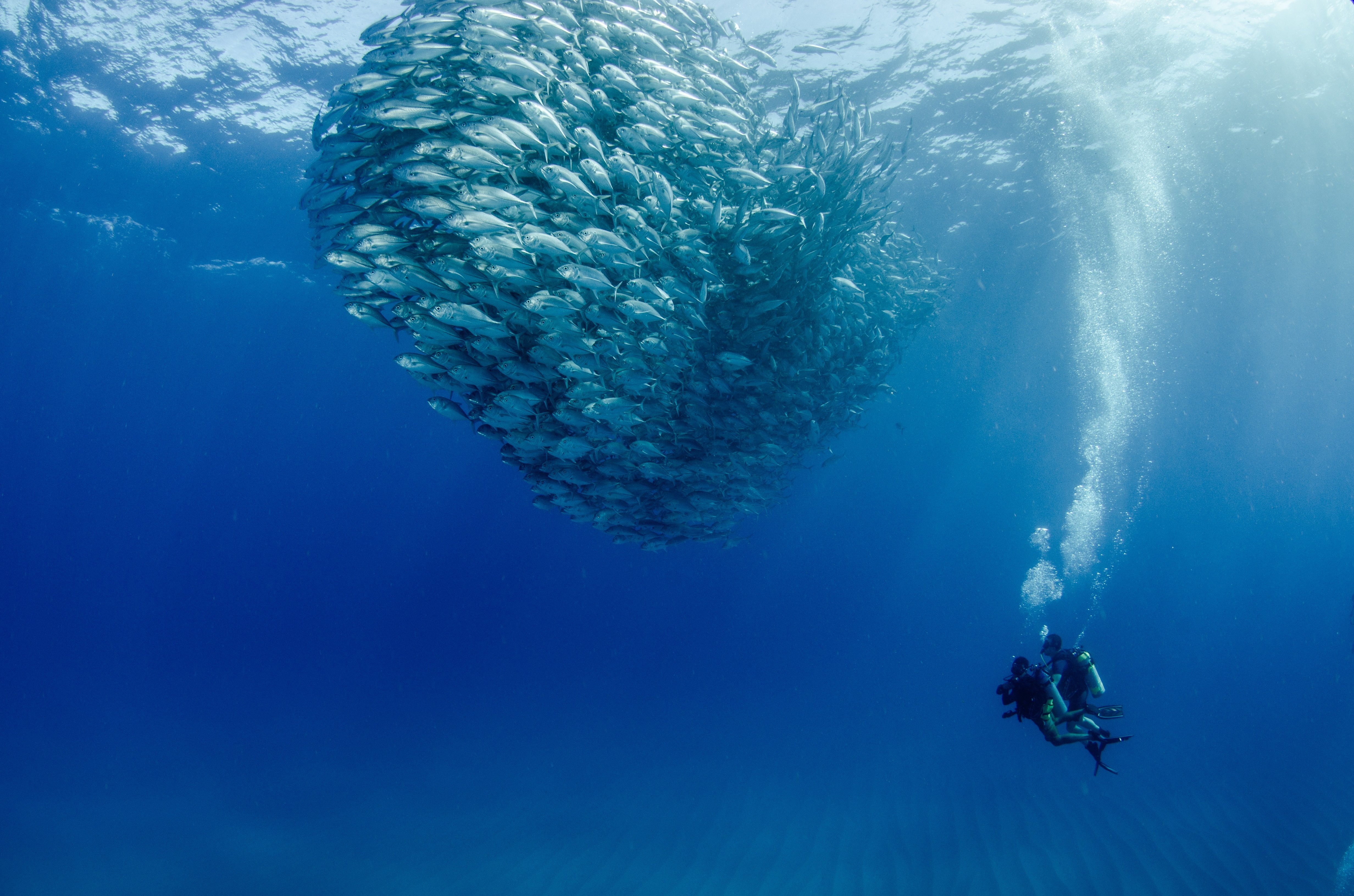 Cabo Pulmo Marine Park Scuba Diving Adventure