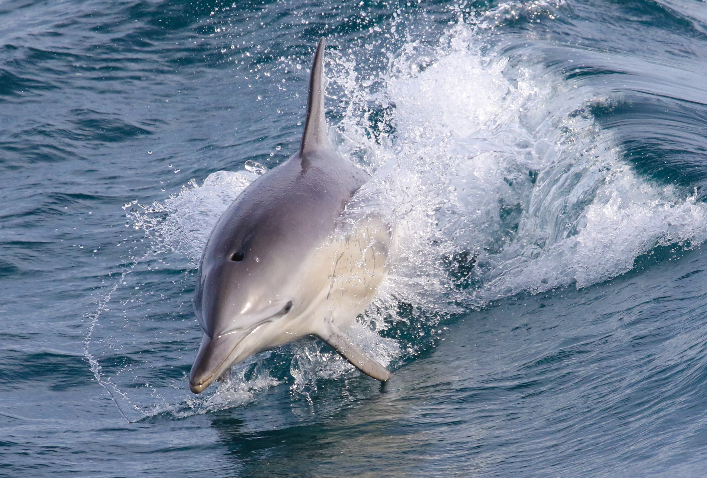 Phillip Island Whale & Dolphin Watching Cruise