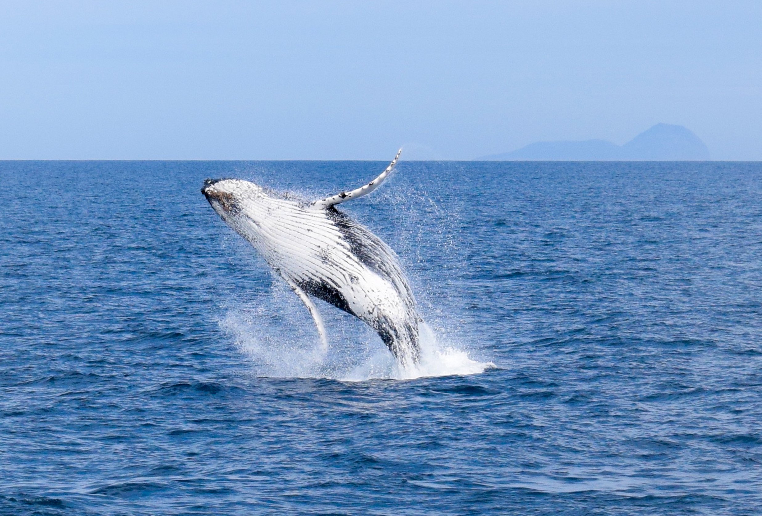 Wilsons Promontory Whale Watching Cruise with Lunch