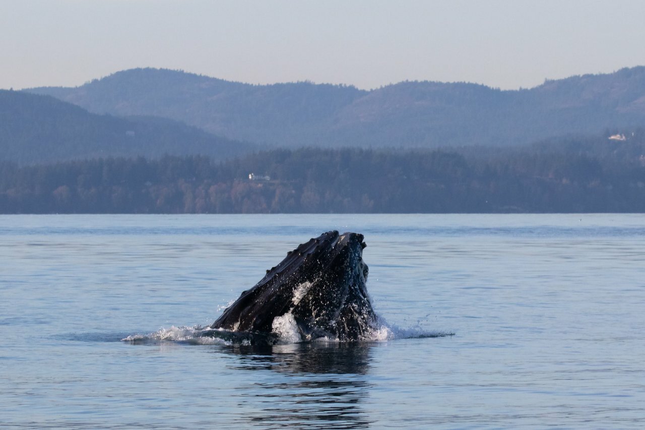 Vancouver whale watching tour — orcas and marine wildlife in the Salish Sea — image 15