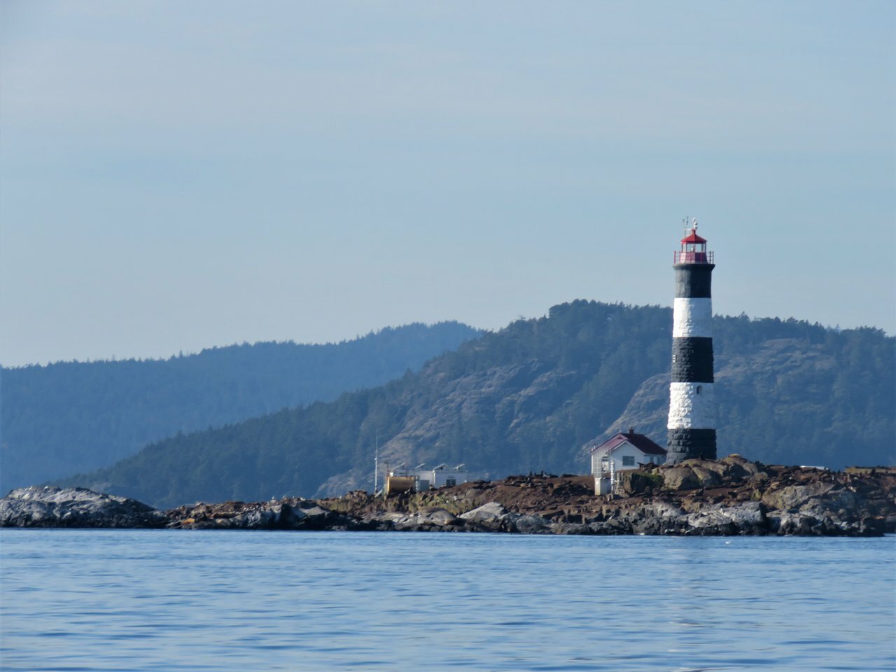 Vancouver whale watching tour — orcas and marine wildlife in the Salish Sea — image 14