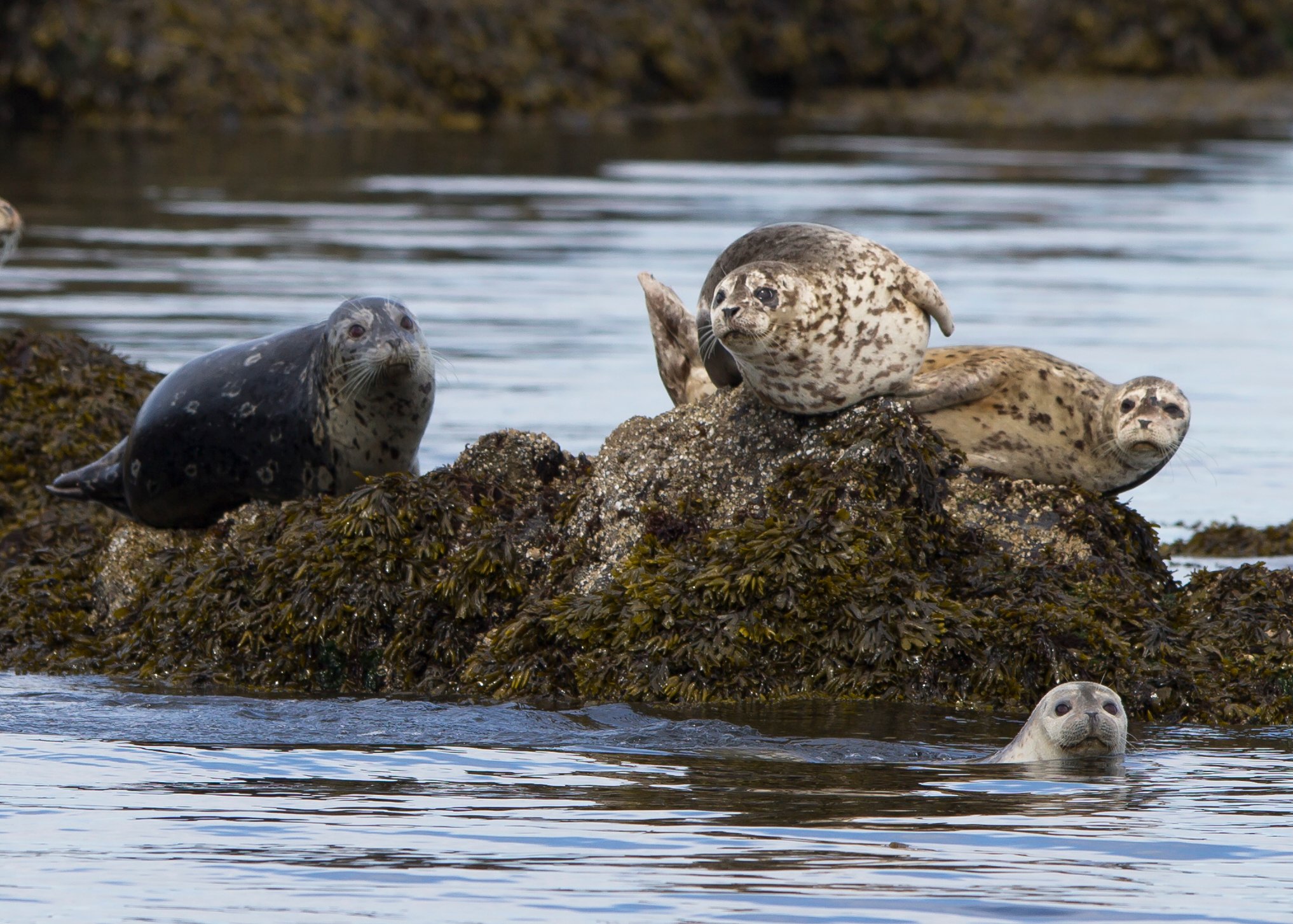 Vancouver whale watching tour — orcas and marine wildlife in the Salish Sea — image 12