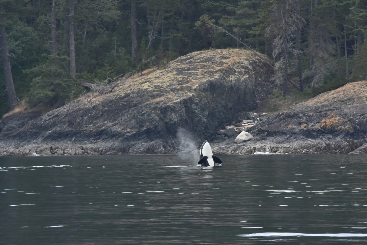 Vancouver whale watching tour — orcas and marine wildlife in the Salish Sea — image 11
