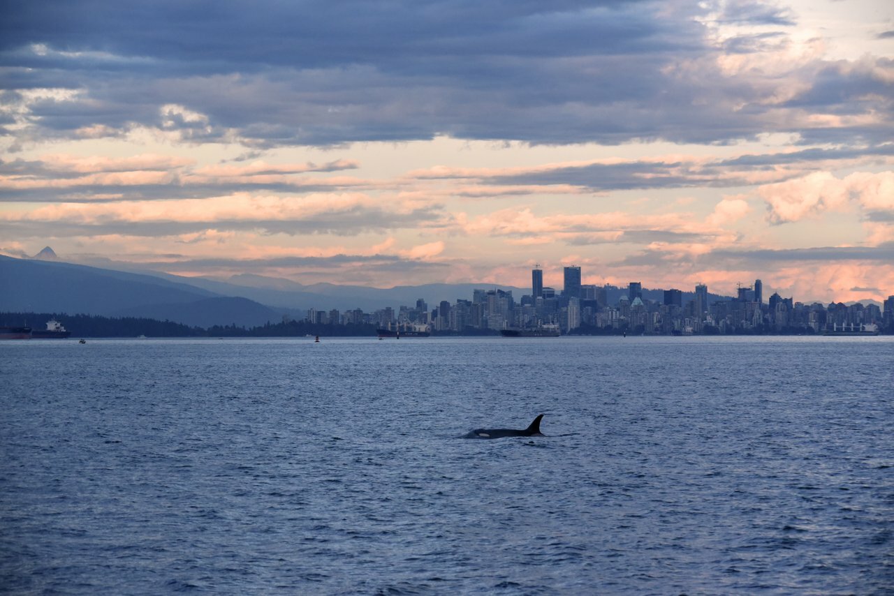 Vancouver whale watching tour — orcas and marine wildlife in the Salish Sea — image 8