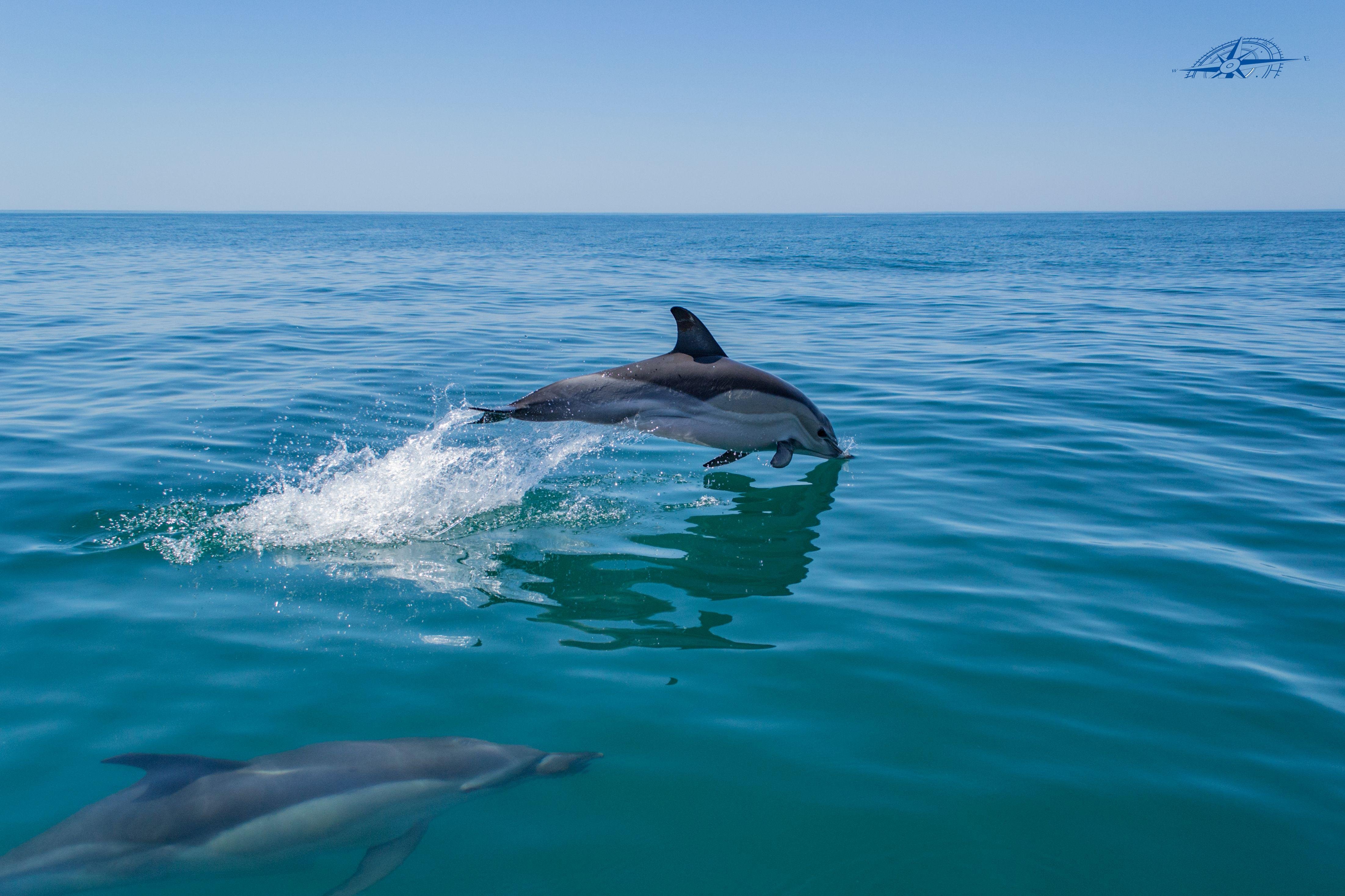 Vilamoura Dolphin Watching & Benagil Cave Catamaran Tour