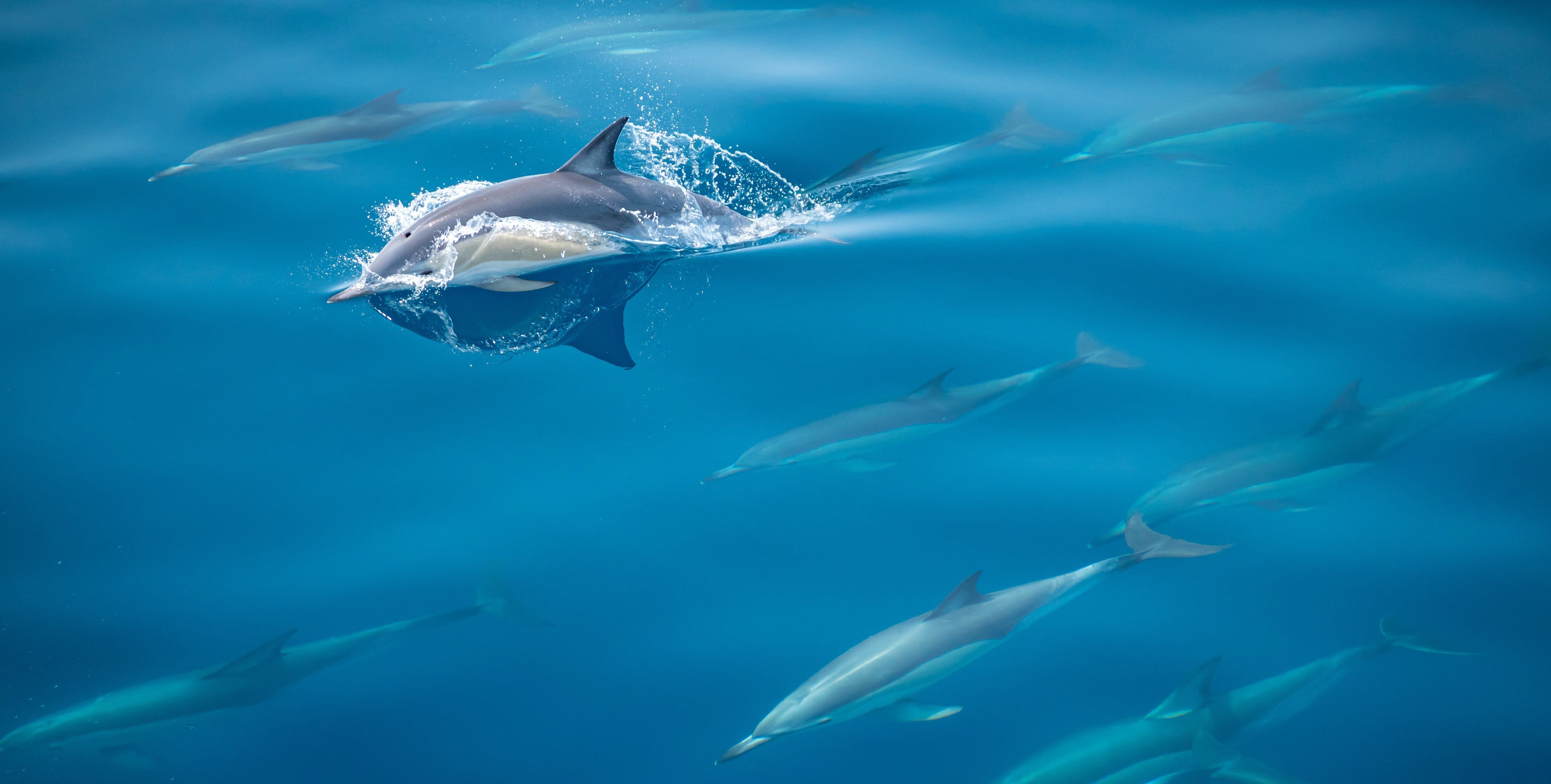 Wild Dolphin Swim Adventure from Tauranga
