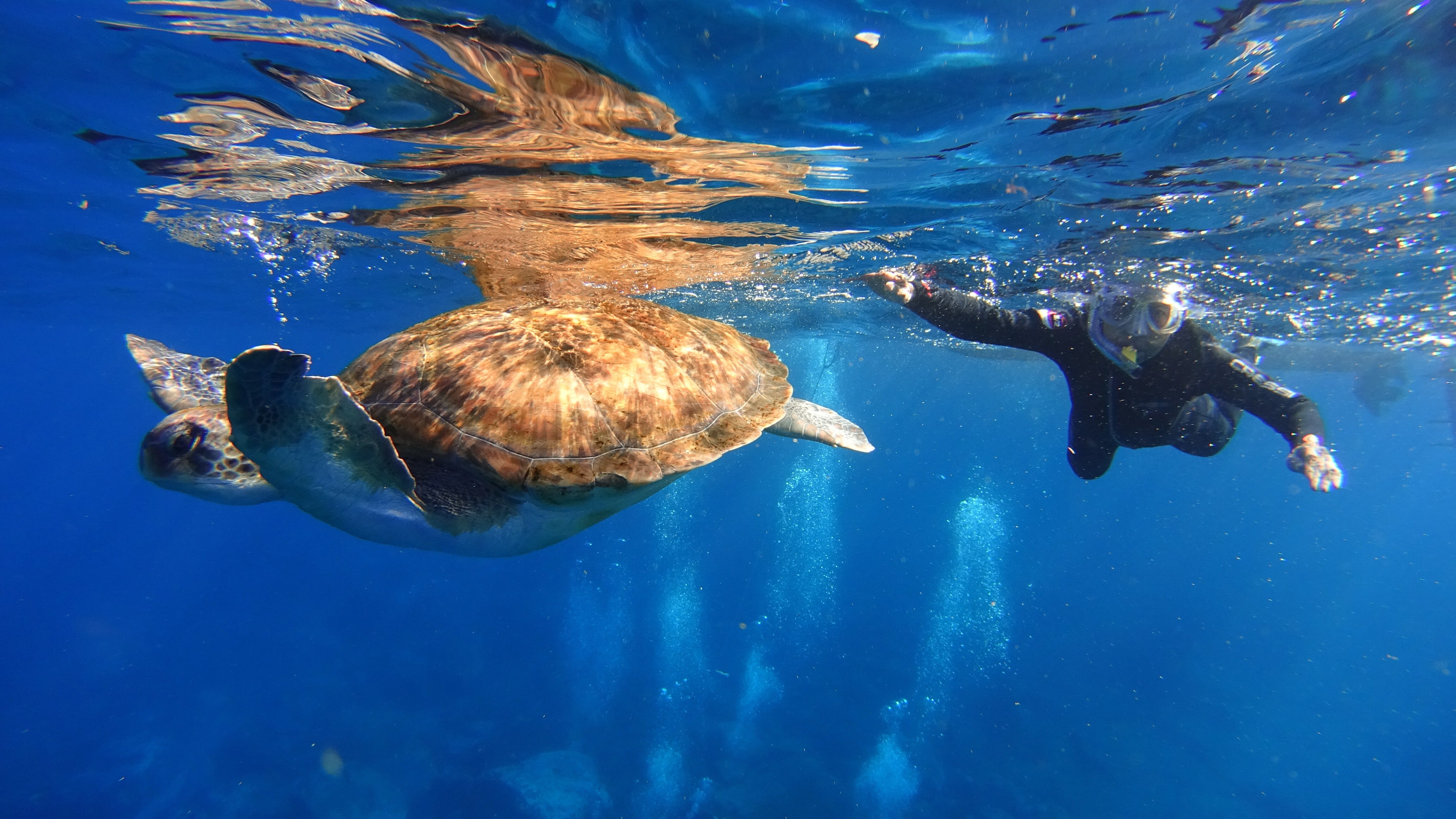 Sea Turtle Snorkeling Adventure