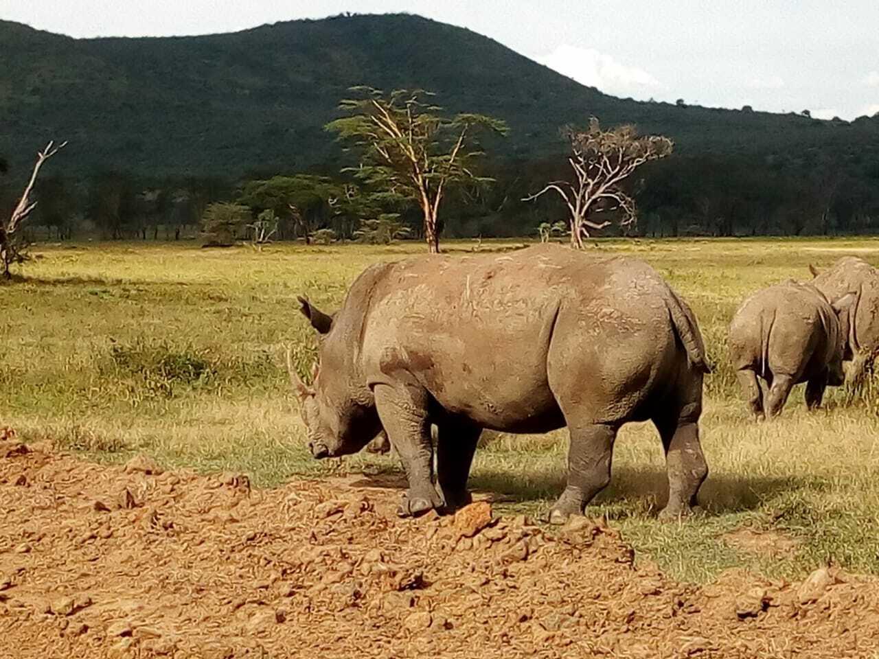 Lake Nakuru National Park Wildlife Safari from Nairobi