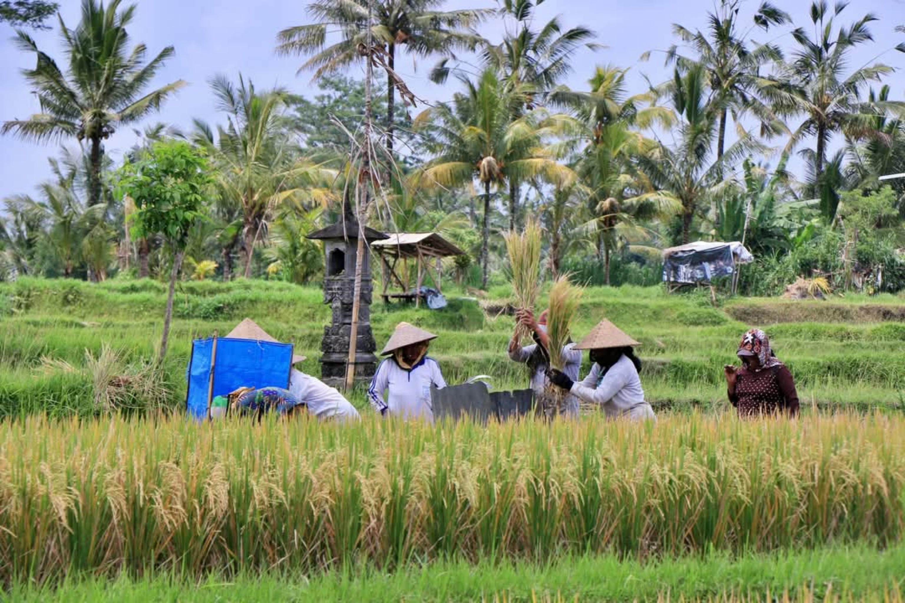 Ubud Cultural Discovery: Sacred Springs, Rice Terraces & Waterfalls