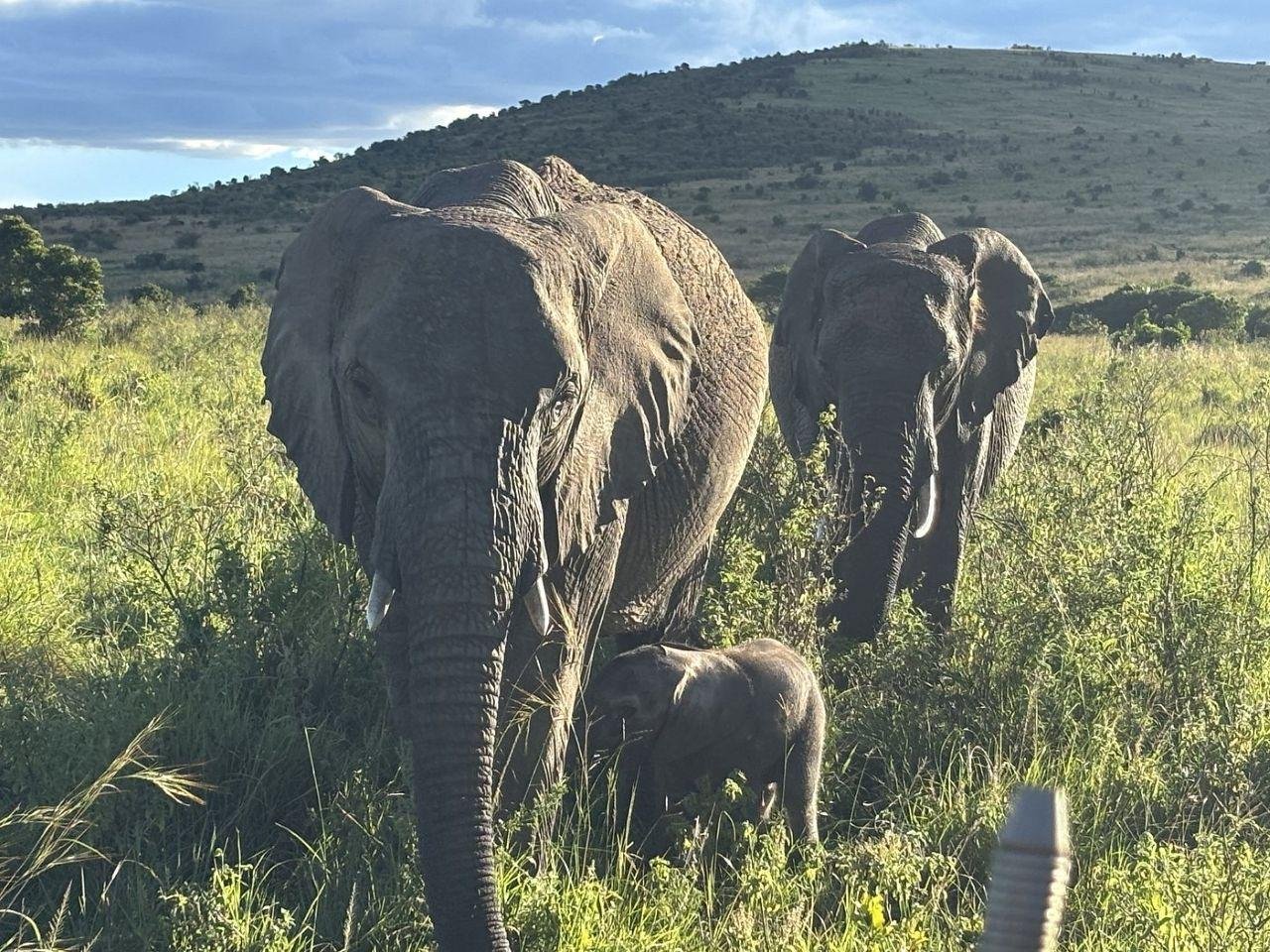 3-Day Maasai Mara Shared Jeep Safari from Nairobi