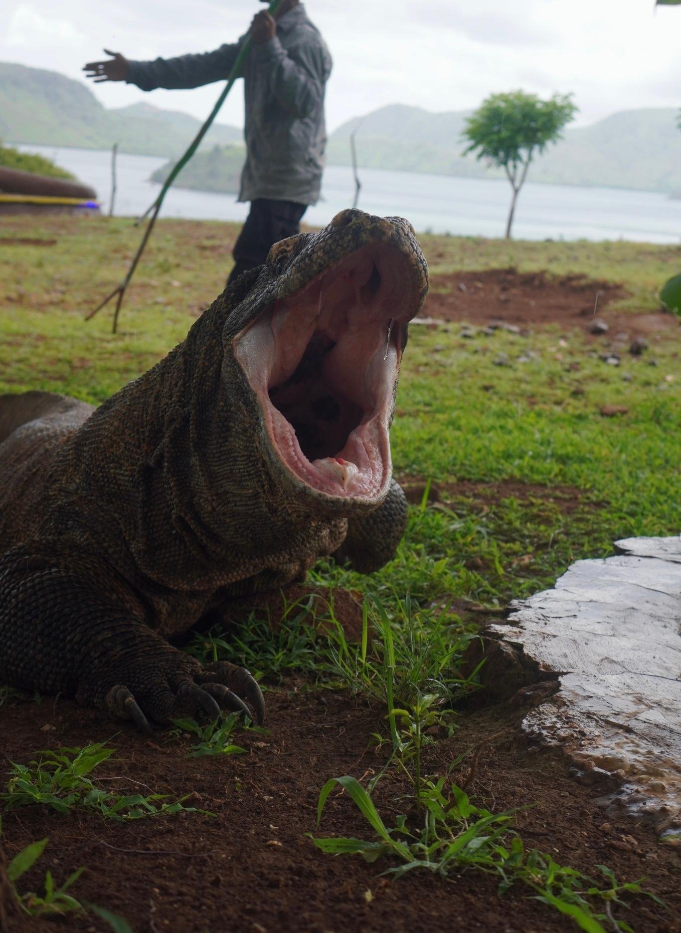 Komodo & Pink Beach 2-Day Shared Boat Adventure from Labuan Bajo
