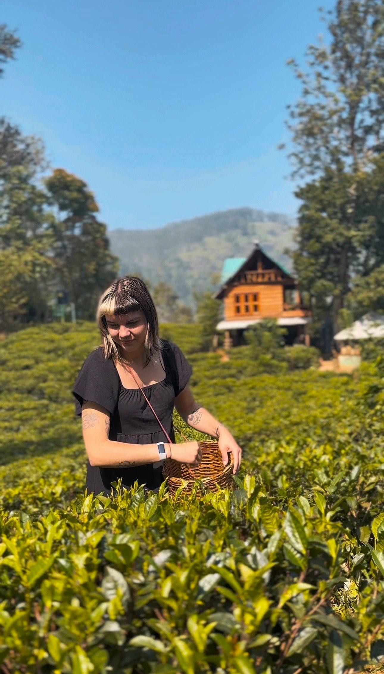 Ella: Hands-On Tea Crafting and Tasting Experience