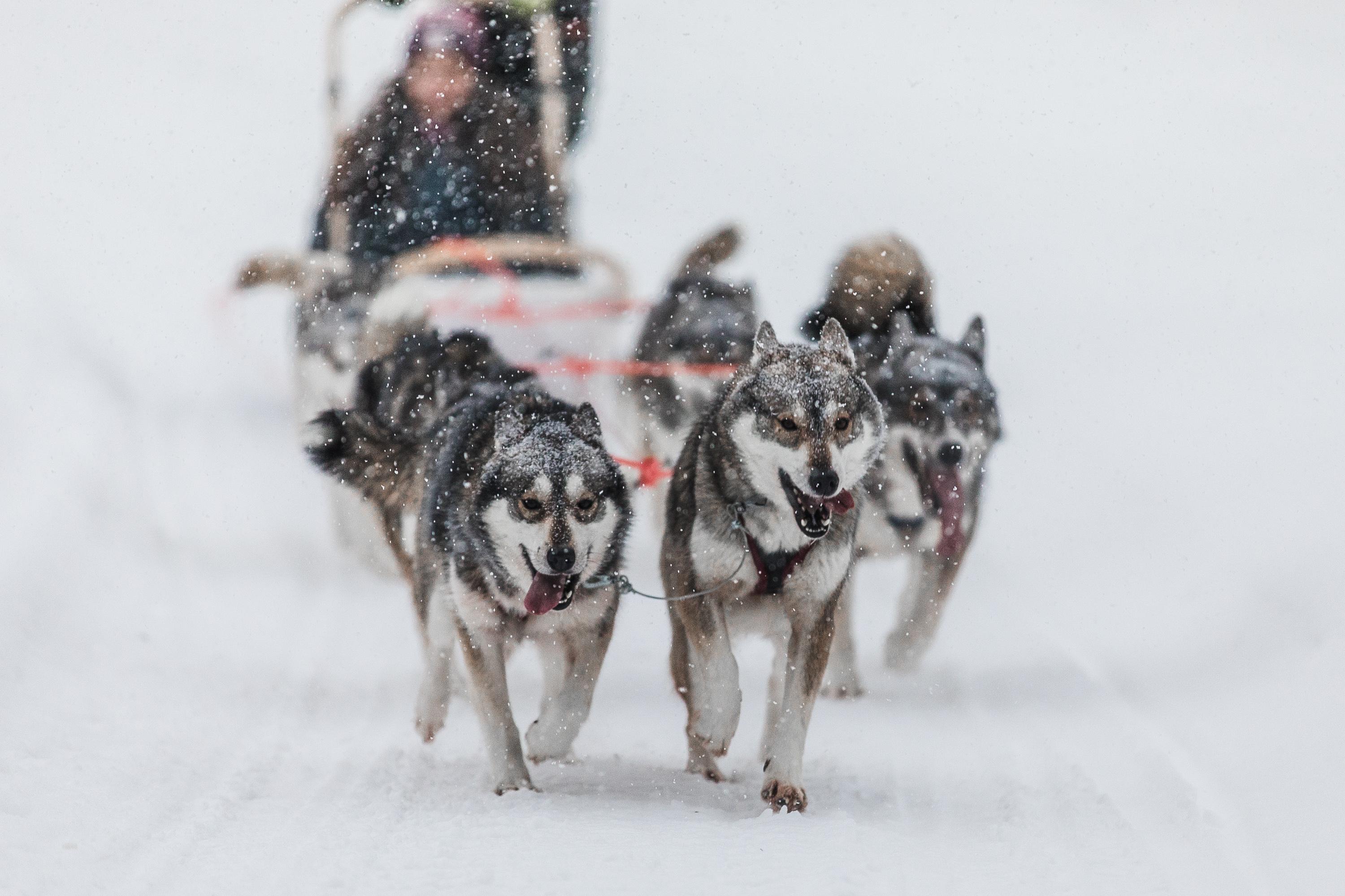 Ruka Husky Sled Adventure with Campfire Treats