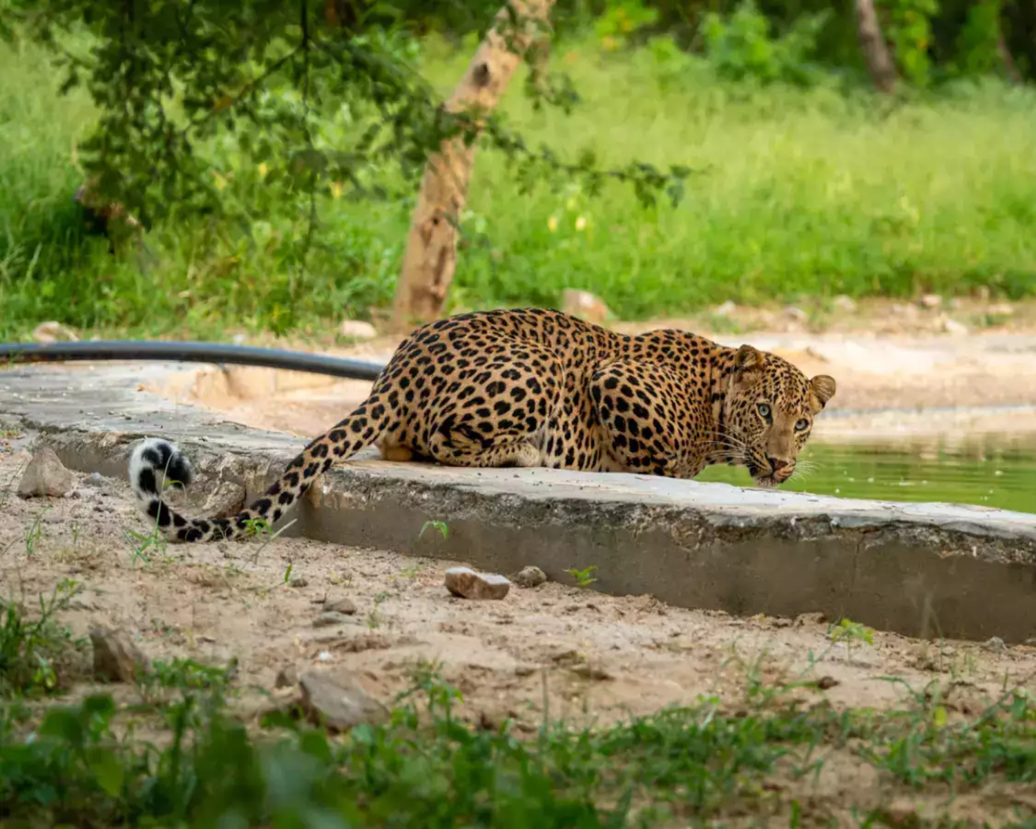 Jaipur Leopard Safari: Jhalana & Amargarh Private Day Tour