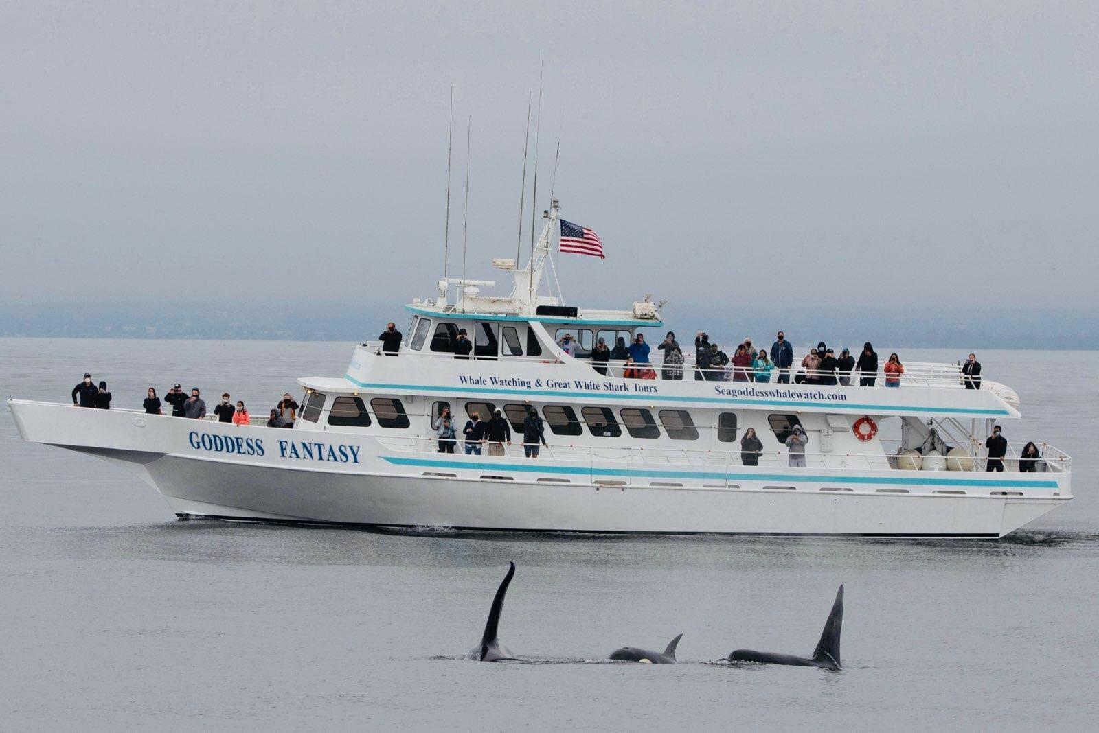 Monterey Bay Marine Life & Whale Watching Cruise
