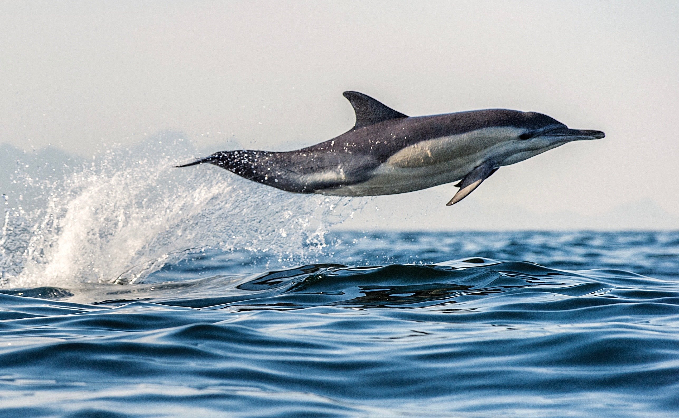 Bay of Plenty Dolphin & Wildlife Cruise