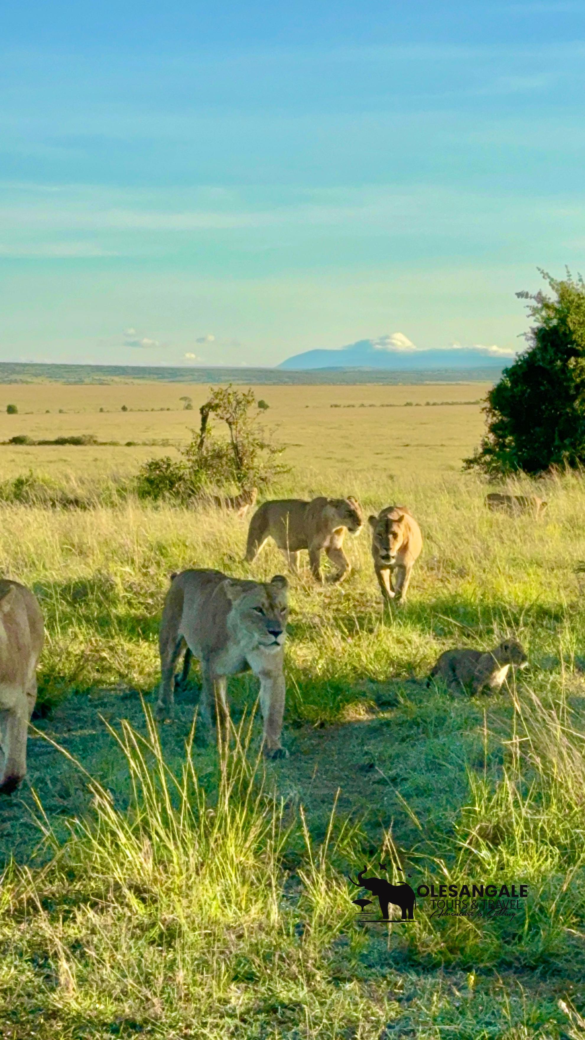 Nairobi to Masai Mara Safari & Masai Village Day Trip