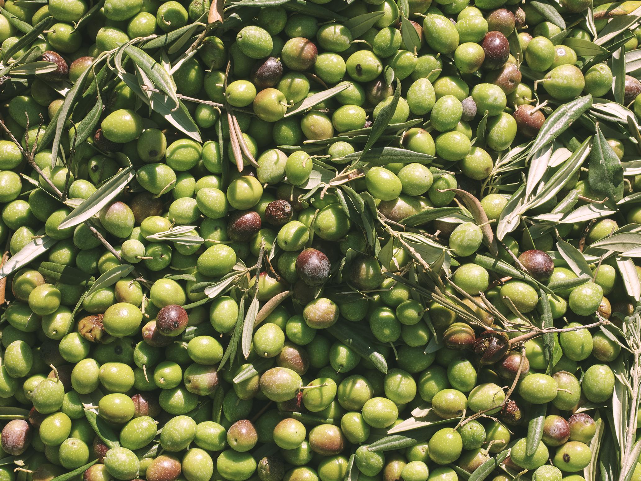 olive oil tasting in Sicily — photo 3