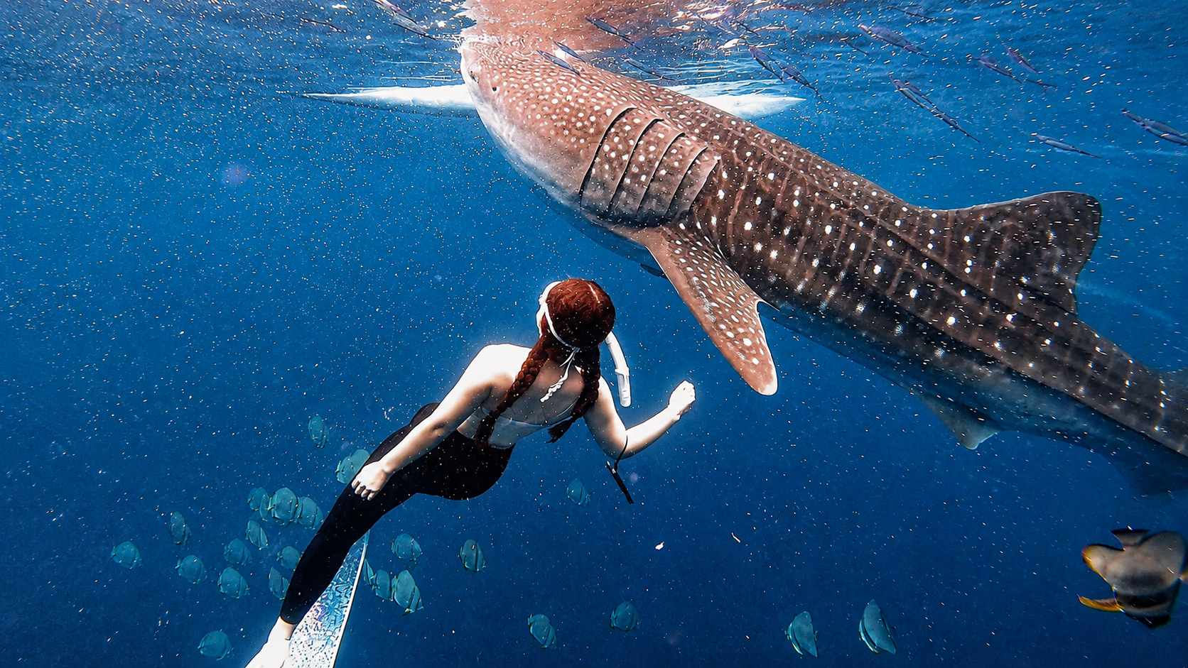 Cebu Whale Shark Swim & Kawasan Falls Canyoneering – Full-Day Adventure