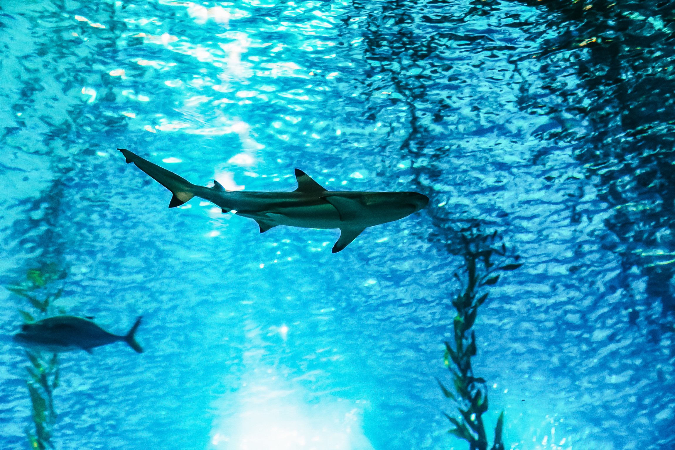 Lisbon Oceanarium: General Admission Ticket