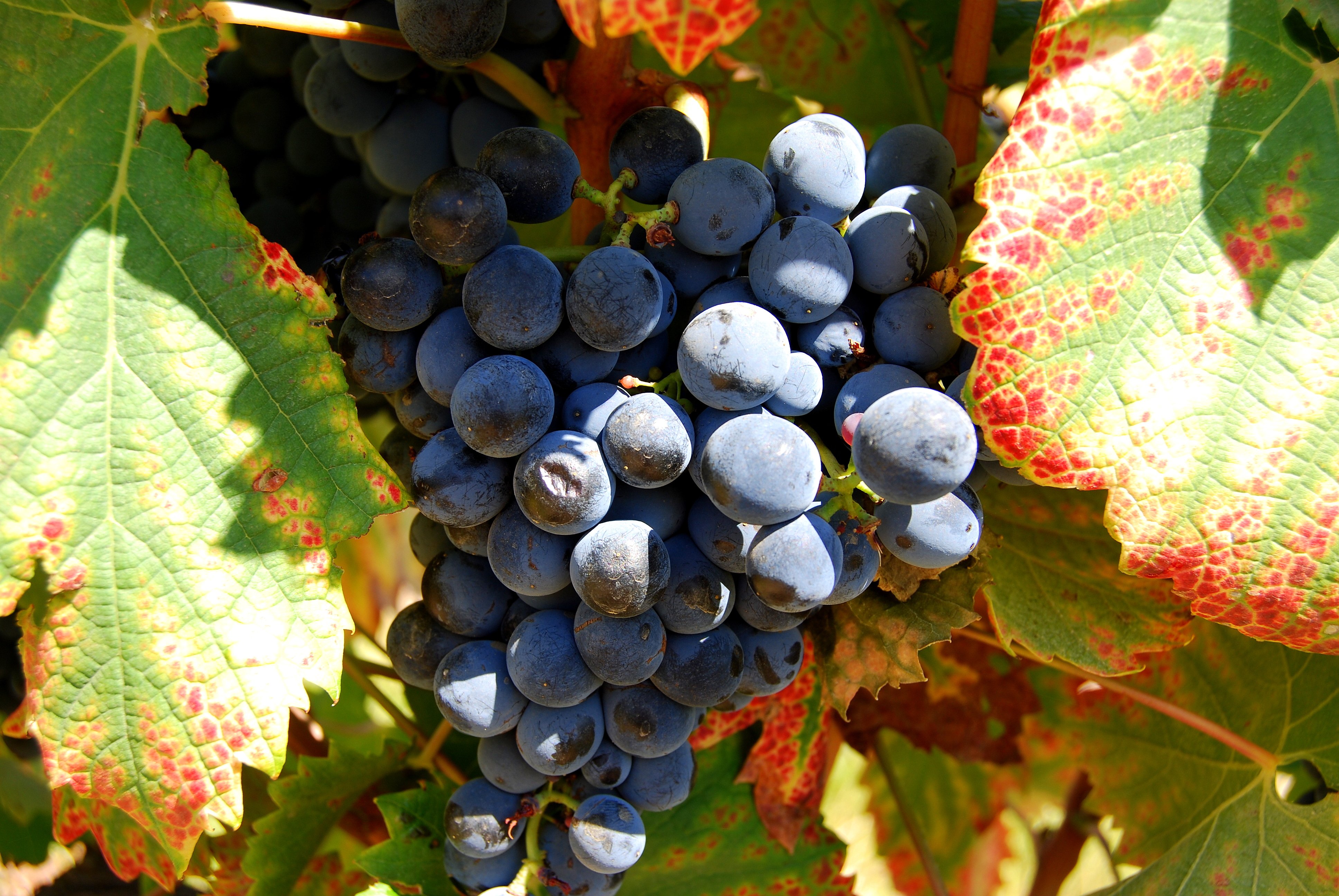 Cape Town Winelands Full-Day Tour: Tastings, Lunch & Cellar Visits