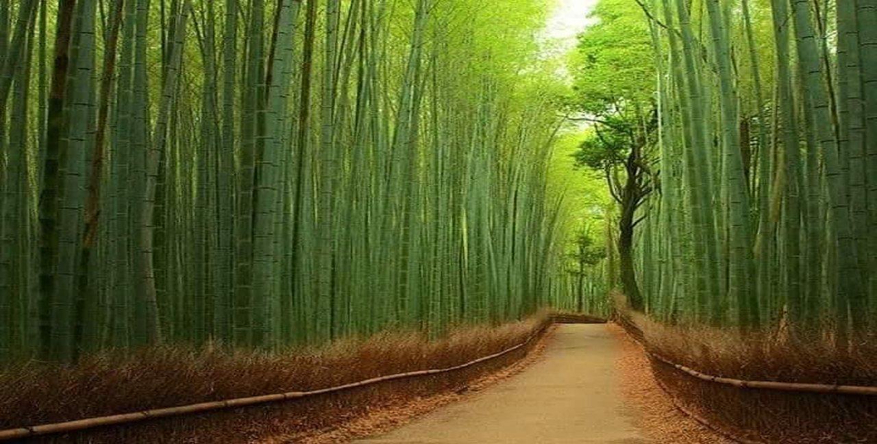 Kyoto Luxury Private Day Tour with Custom Itinerary