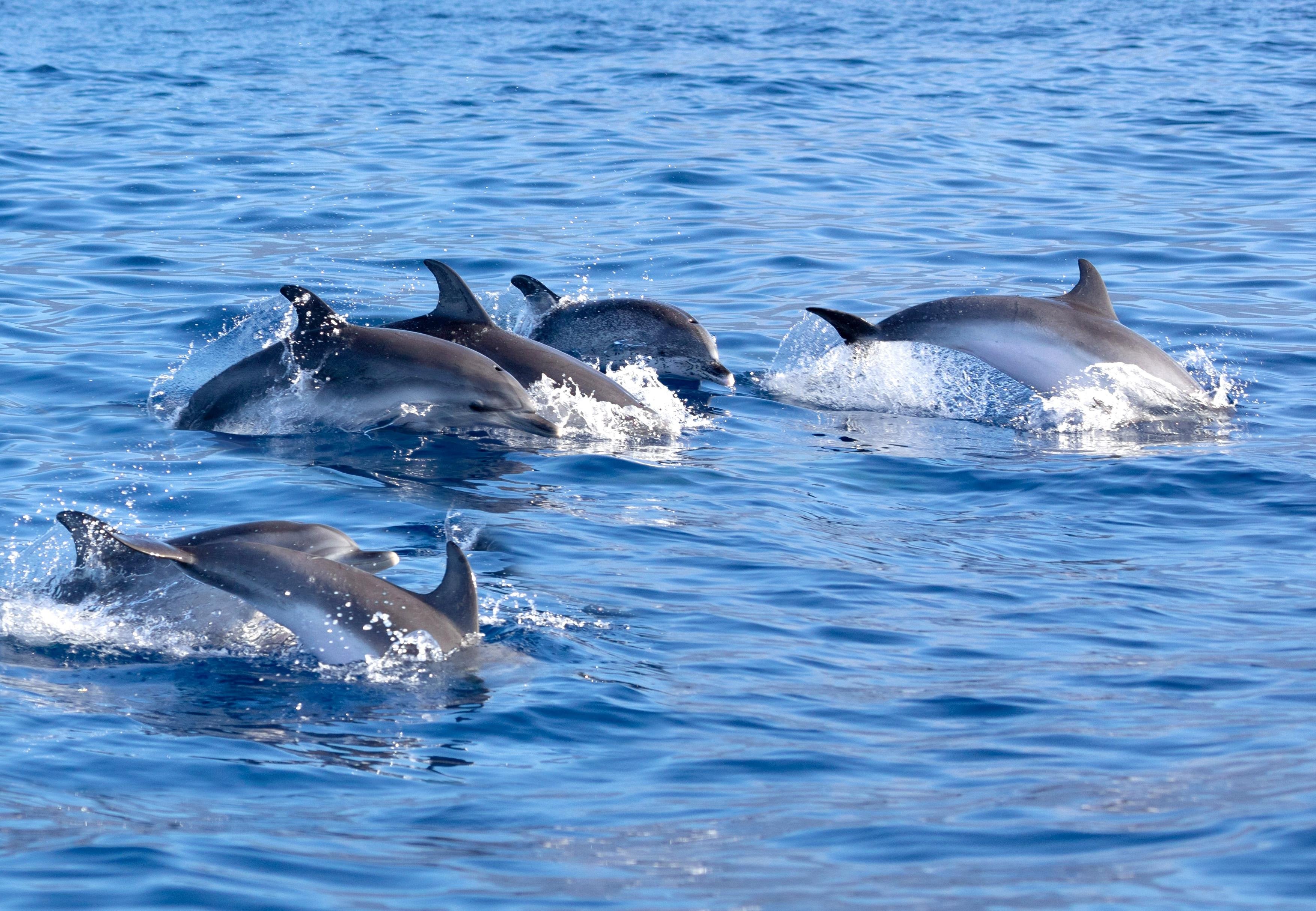 Pollença Dolphin Watching at Sunrise